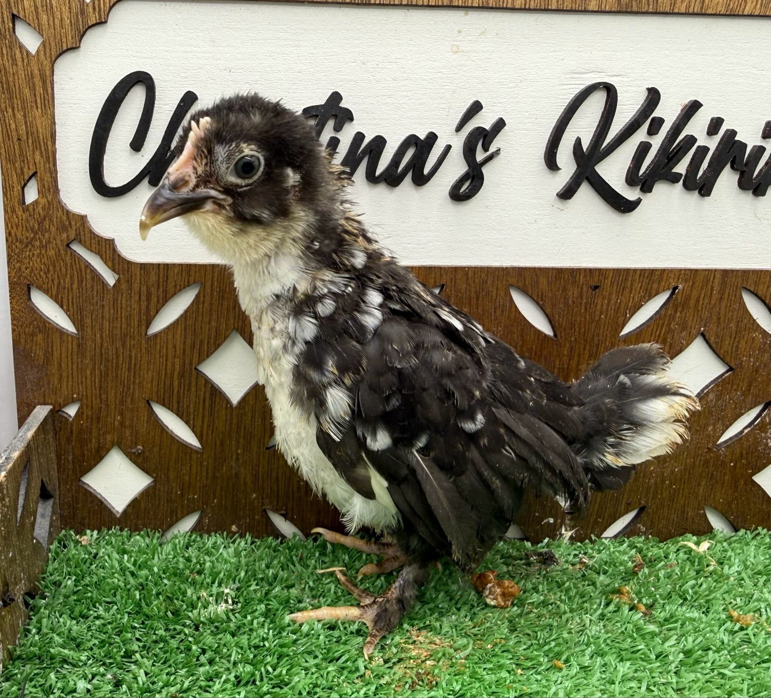 Cockerel