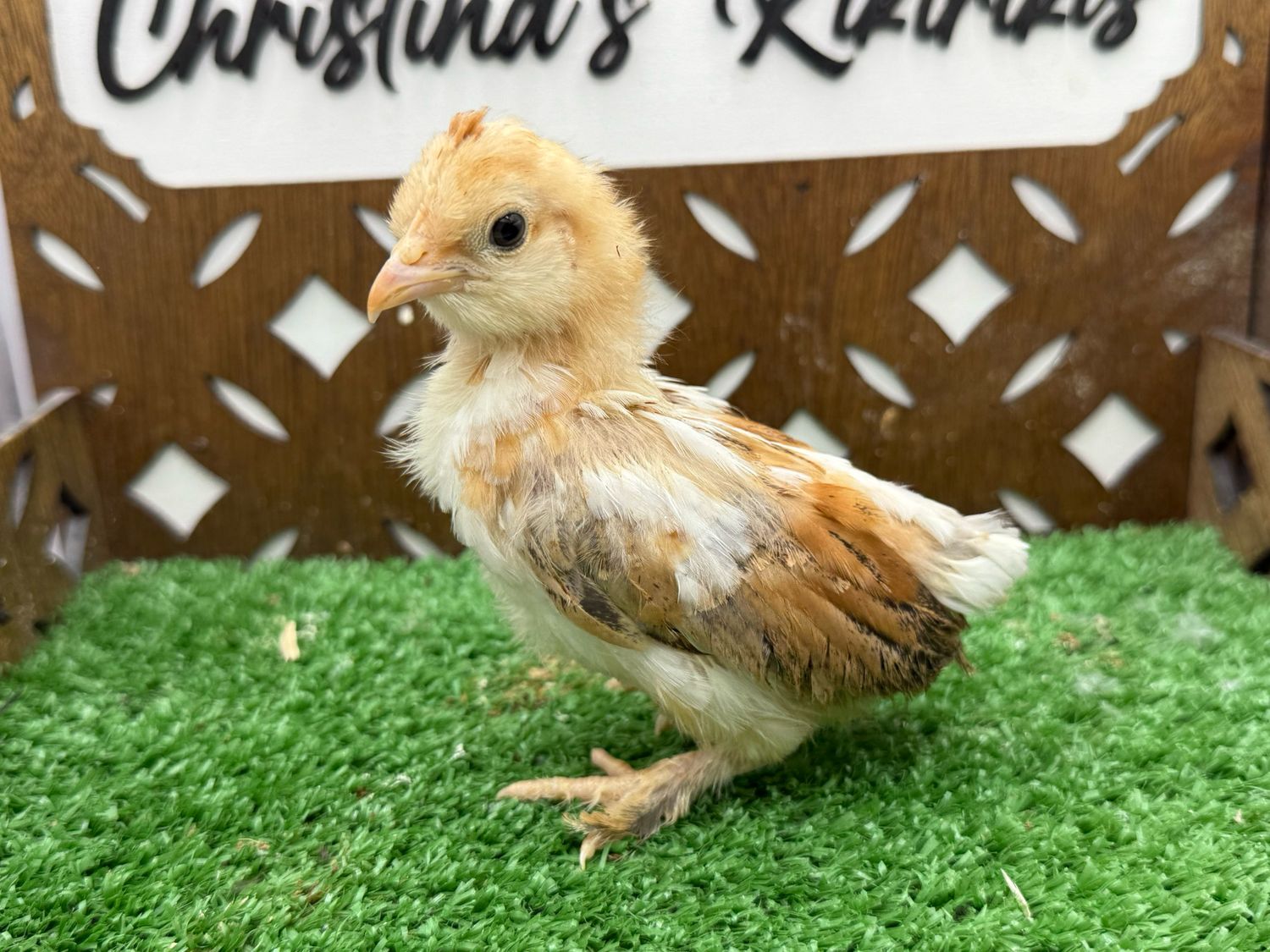 Possible Pullet