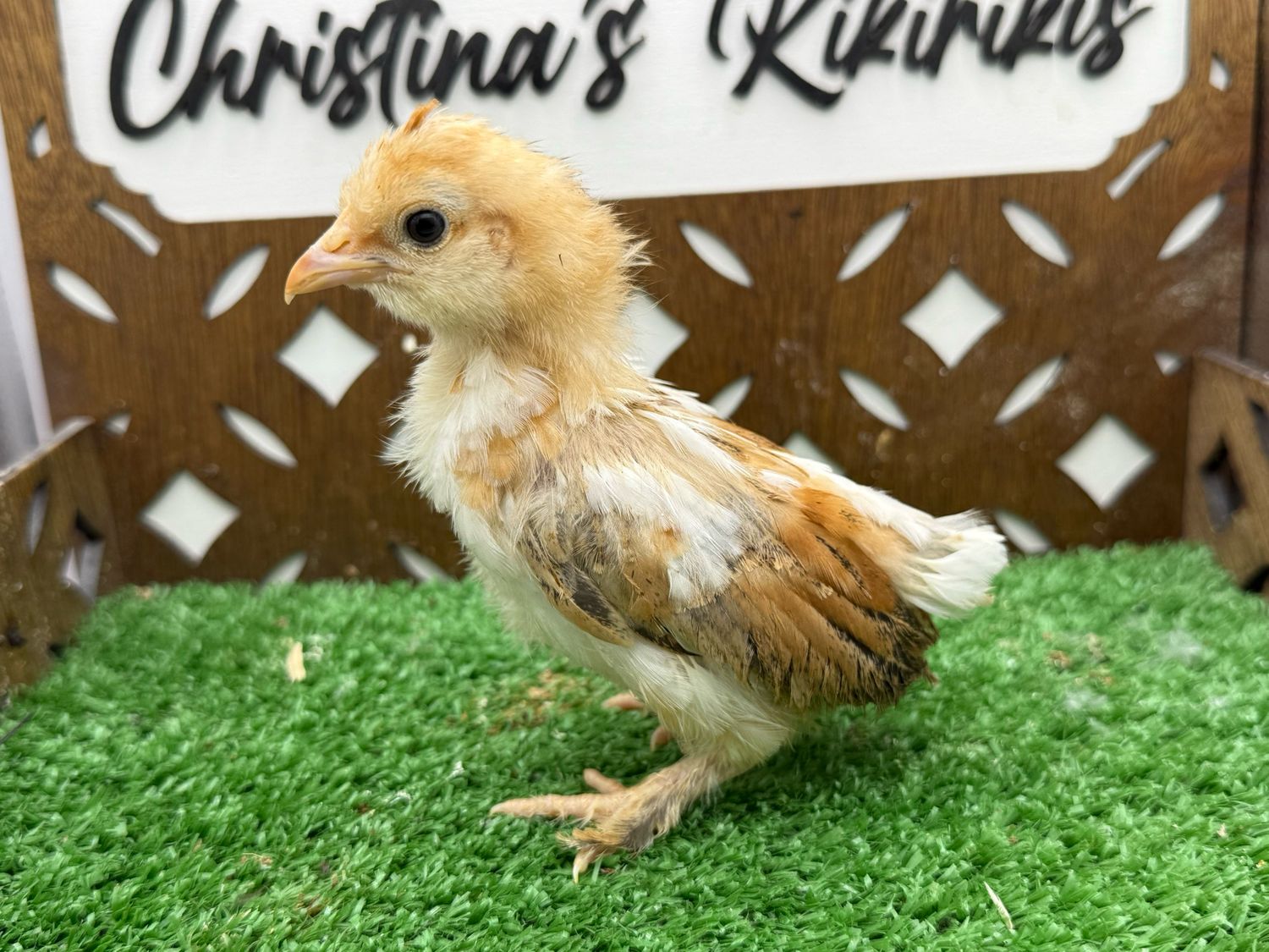Possible Pullet