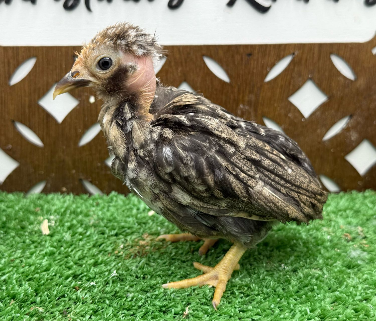 Possible Pullet