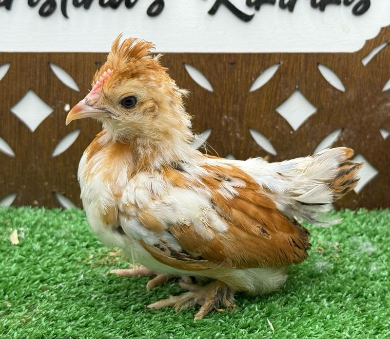 Cockerel
