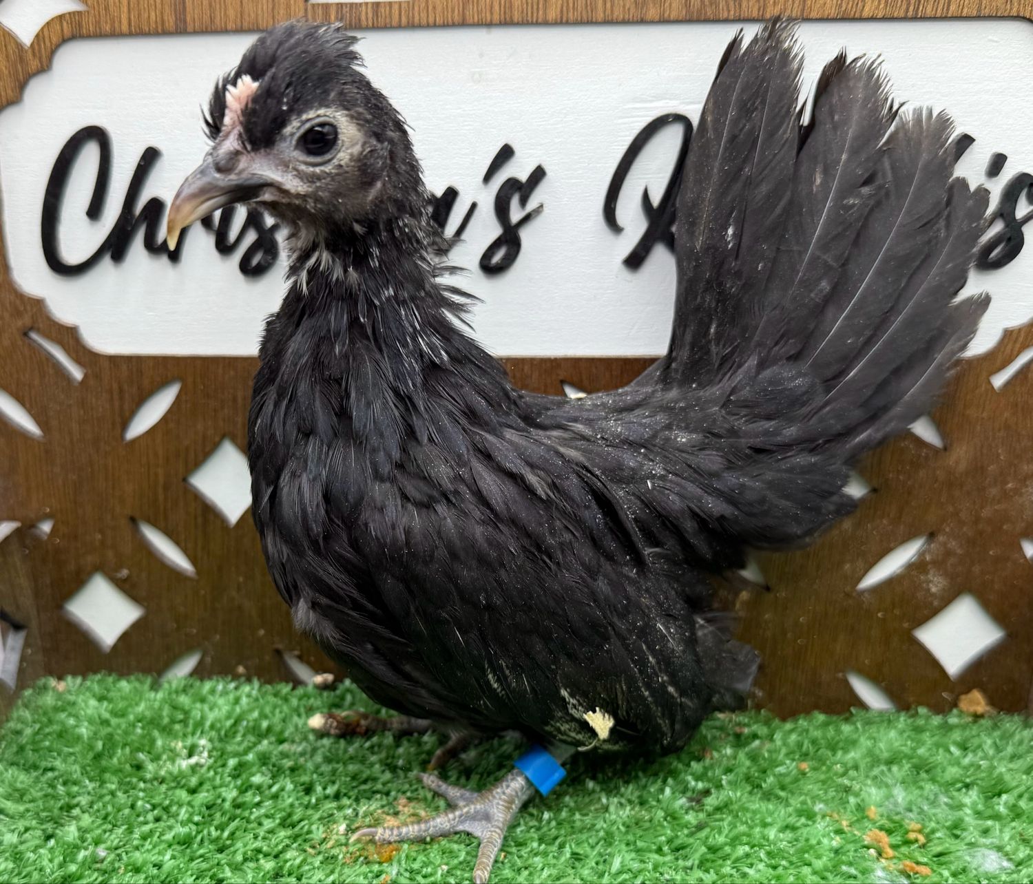 Possible Pullet