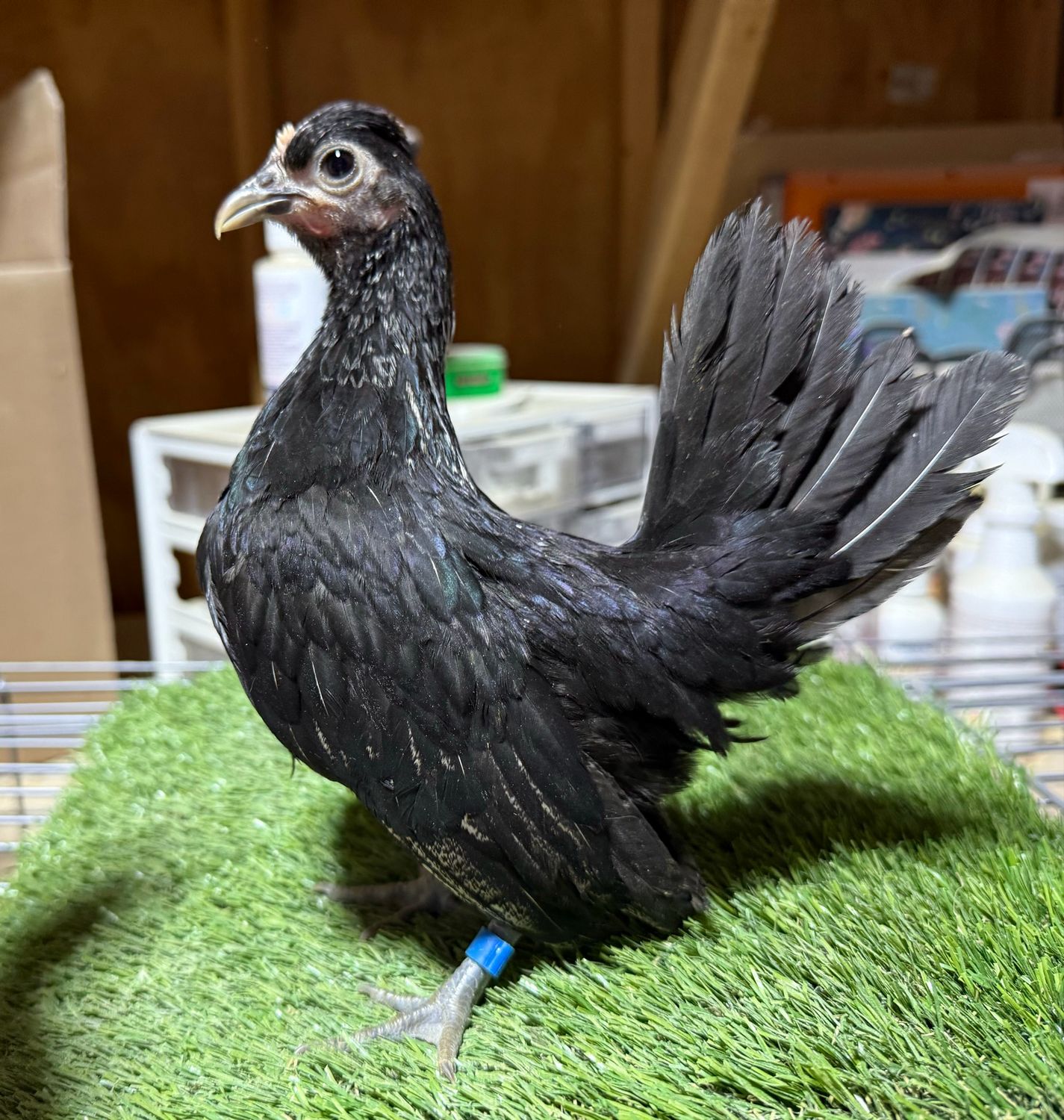 Possible Pullet