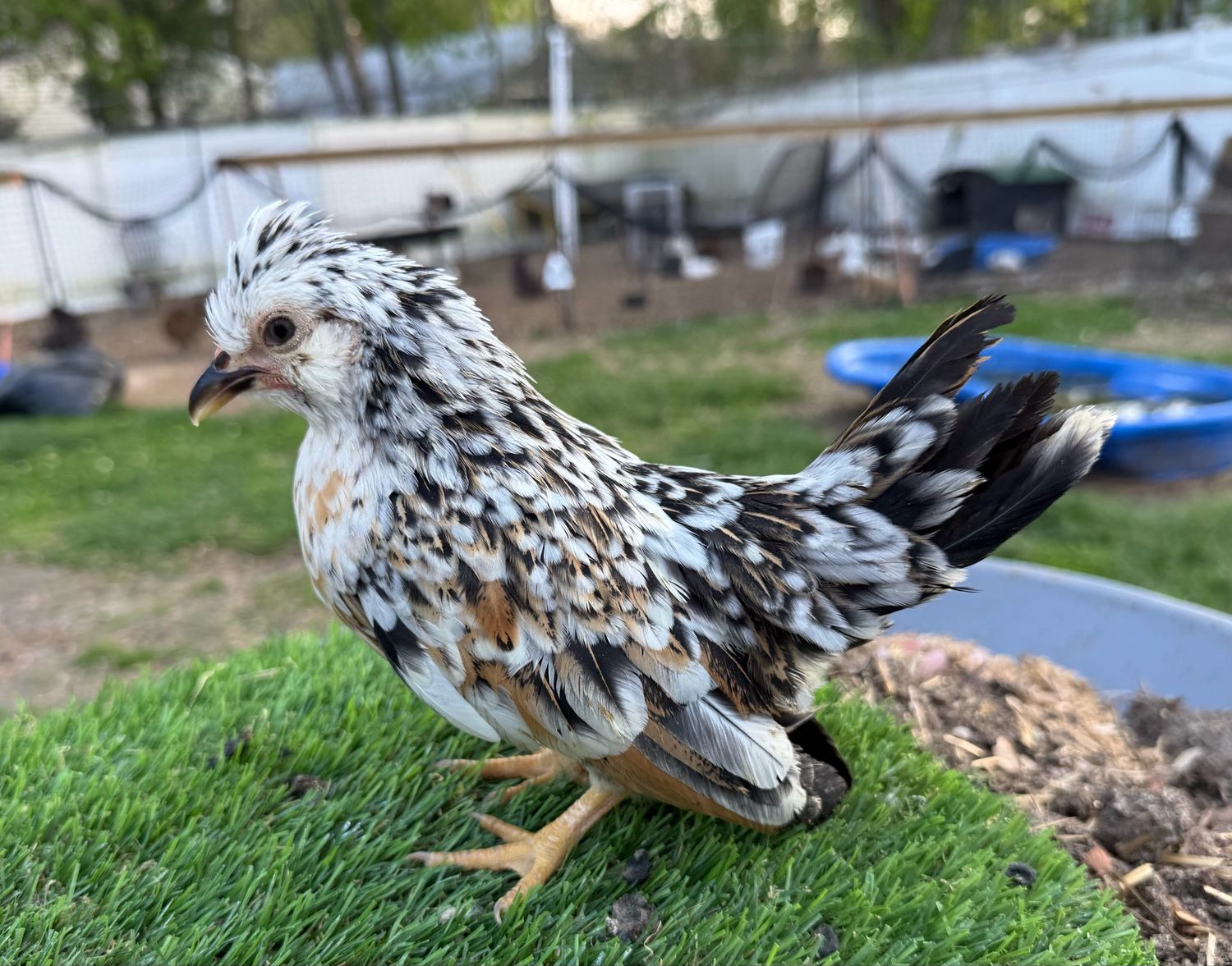 Possible Pullet