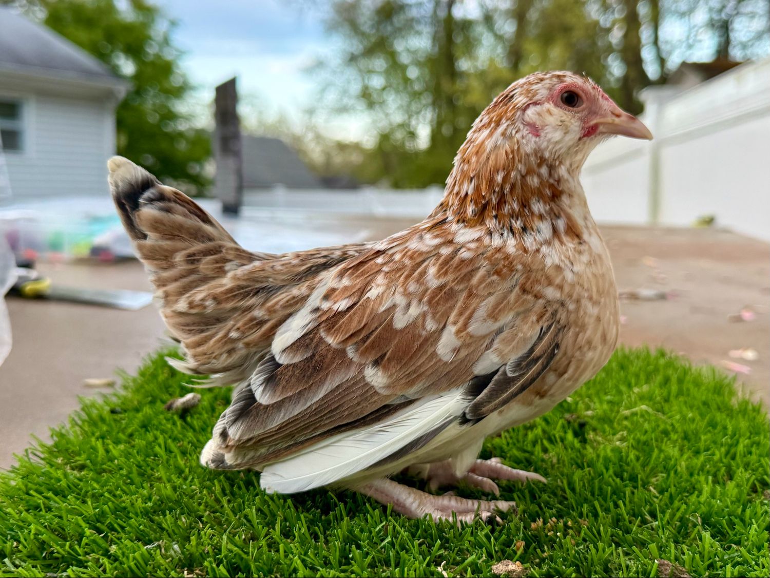 Possible Pullet