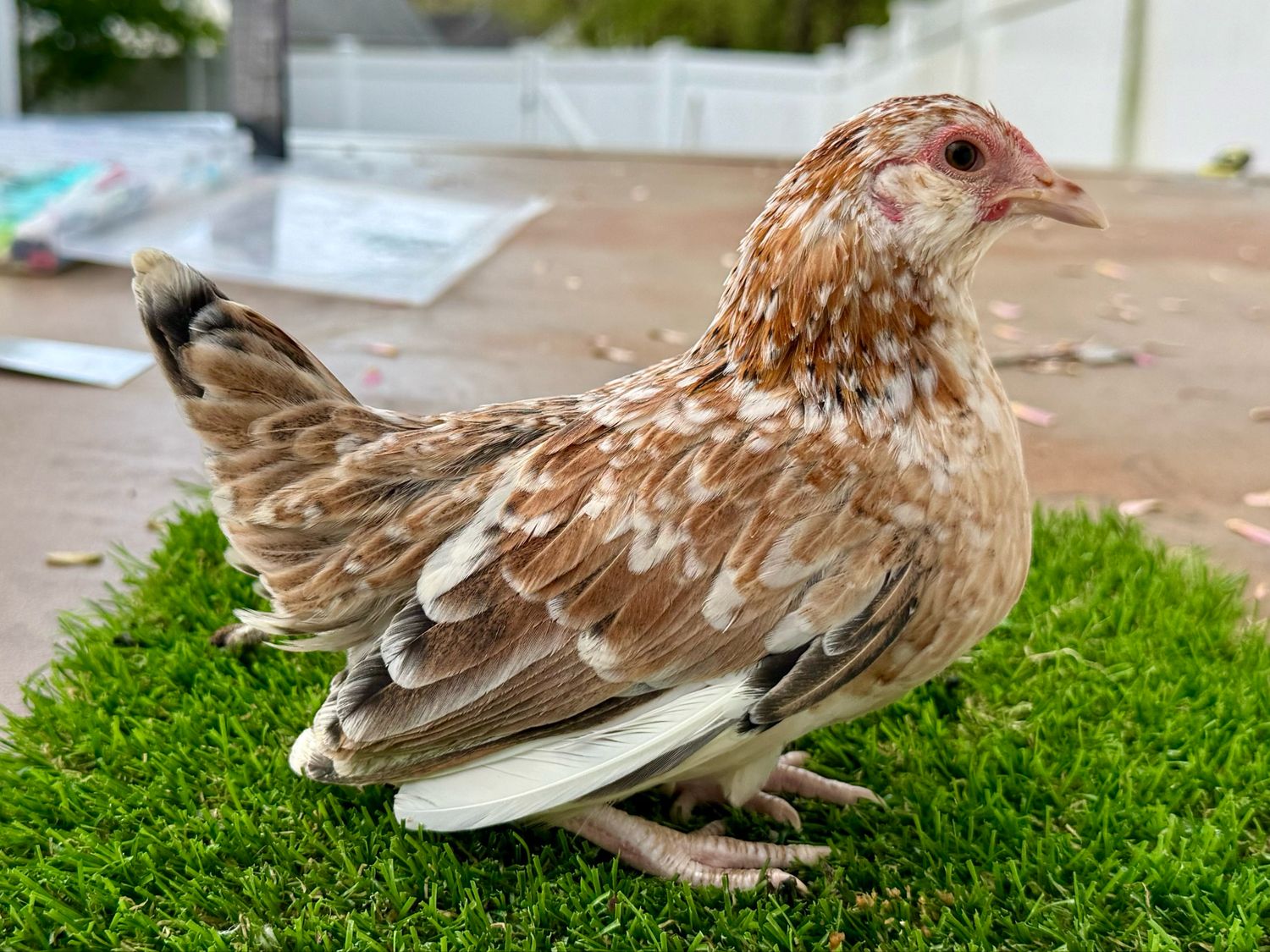 Possible Pullet