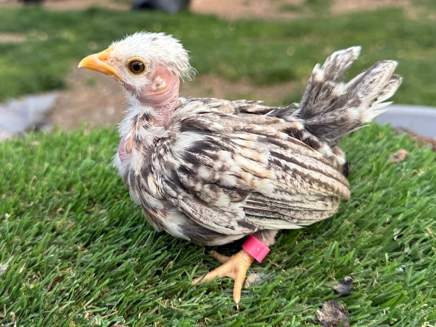 Possible Pullet