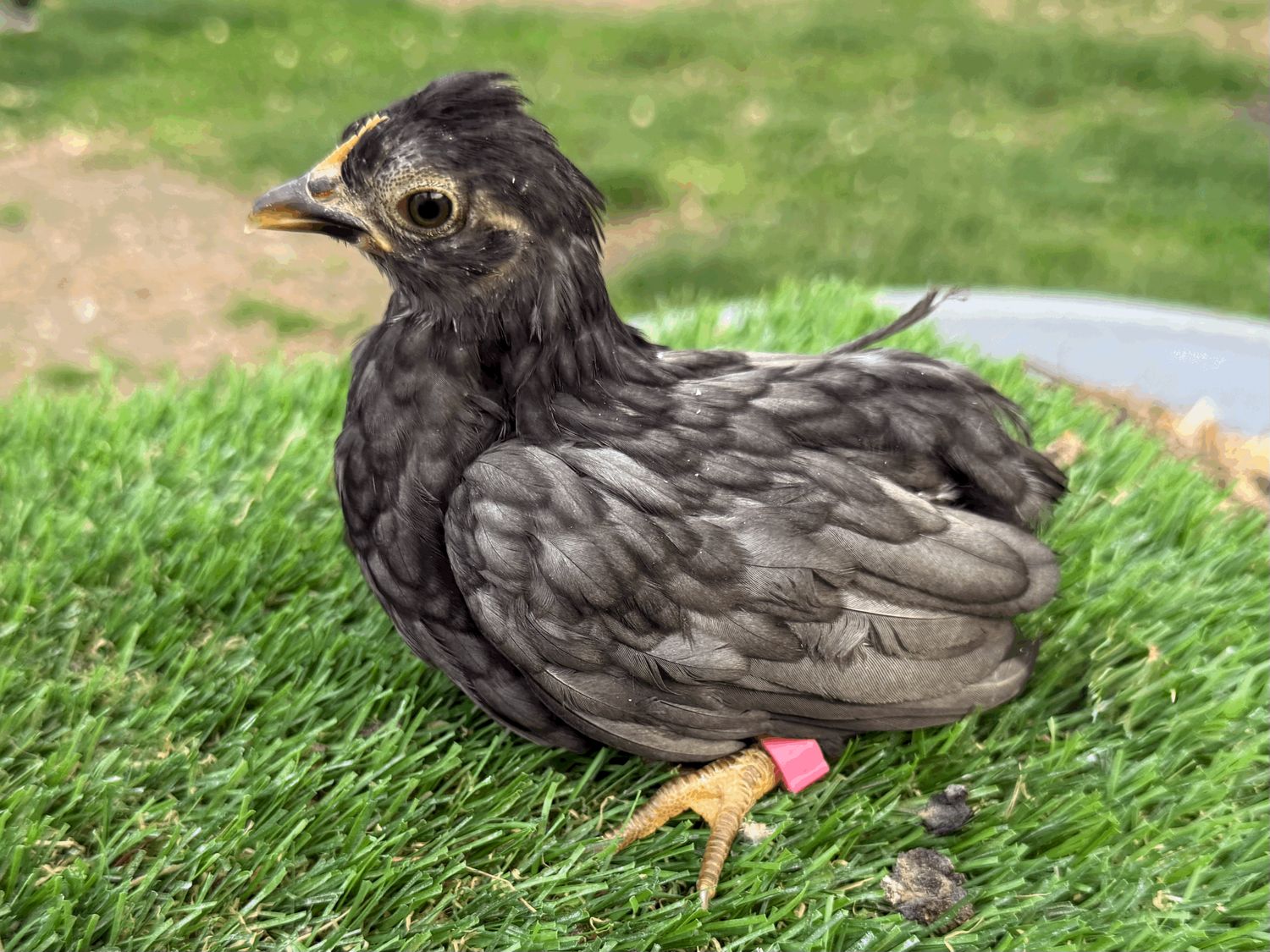 Possible Pullet
