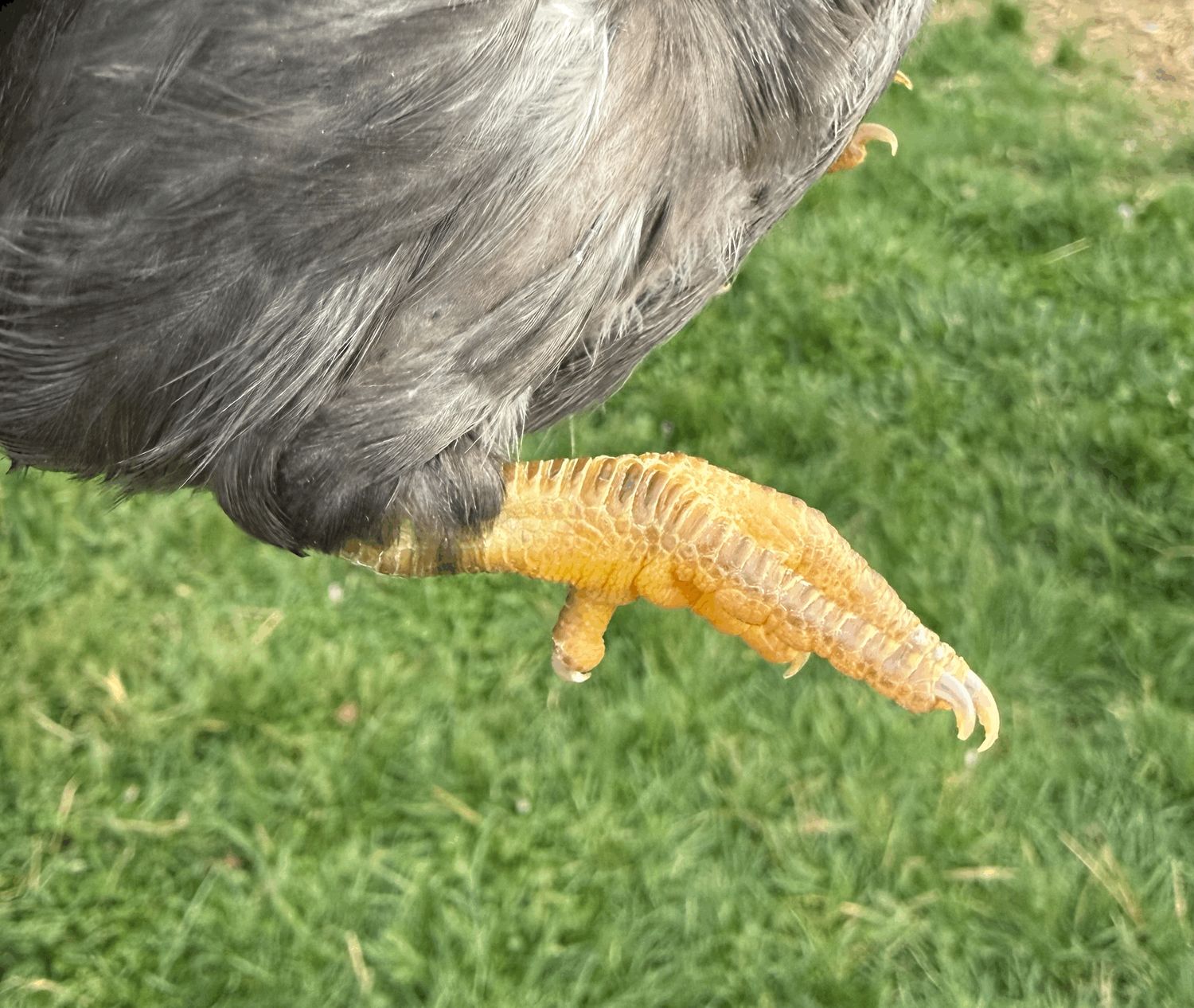 Possible Pullet