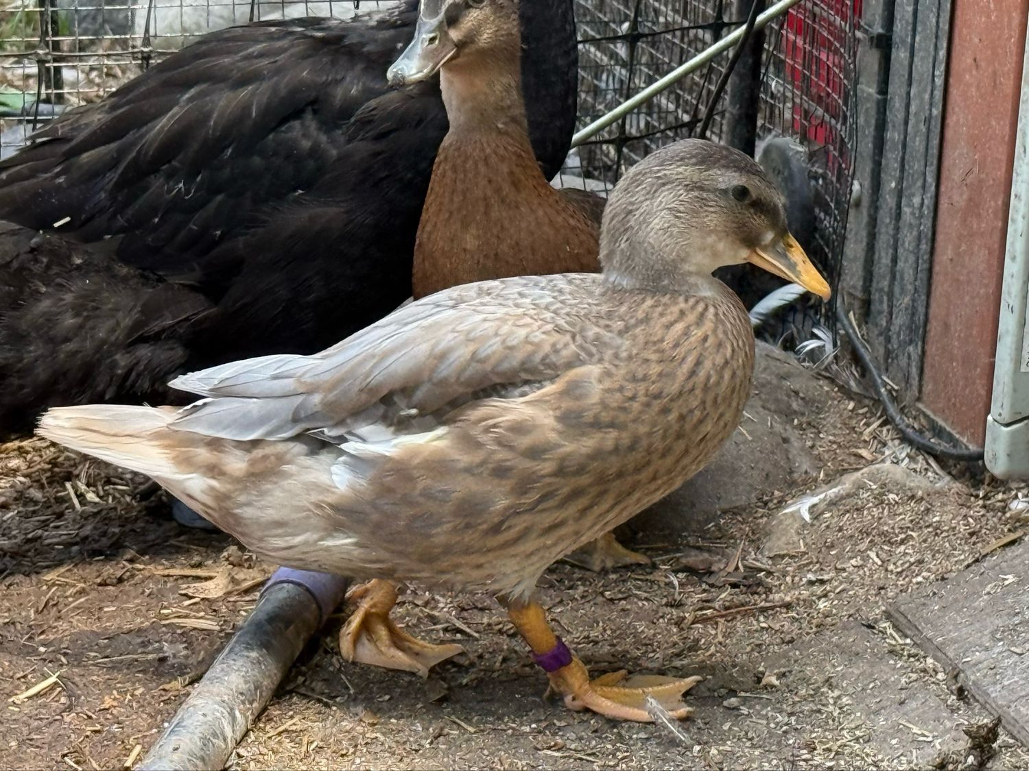 Blue Fawn Hen