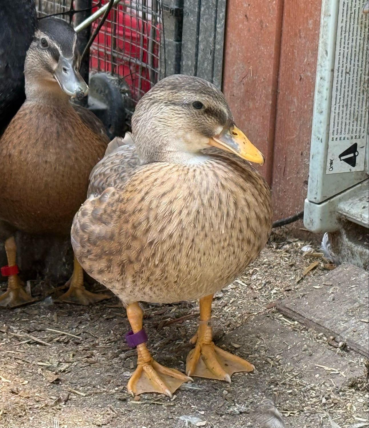 Blue Fawn Hen