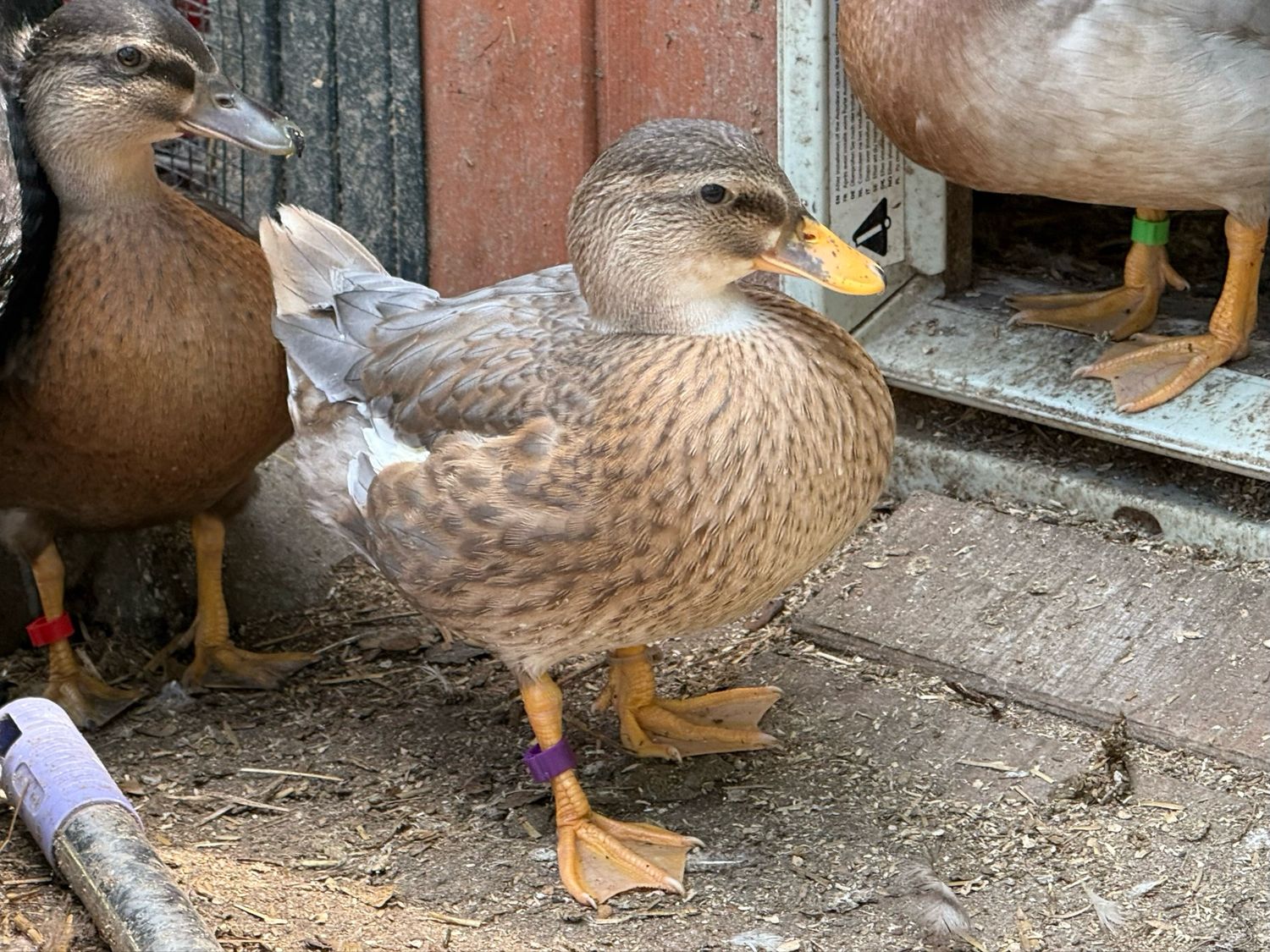 Blue Fawn Hen