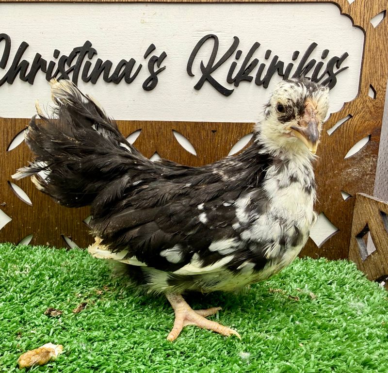 Possible Pullet