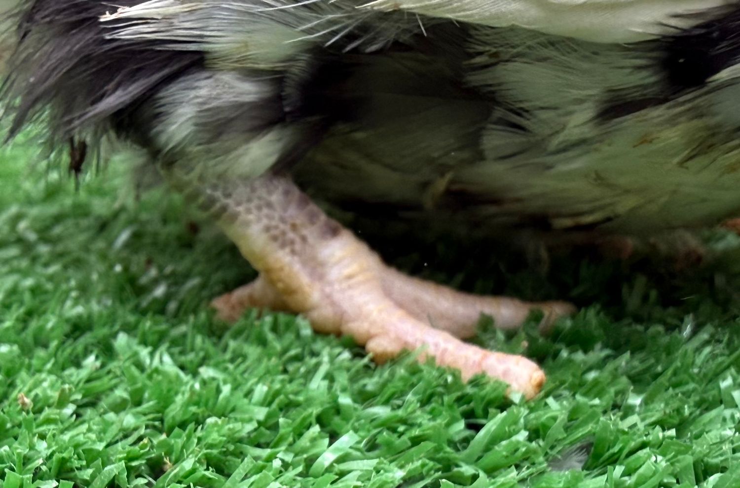 Possible Pullet