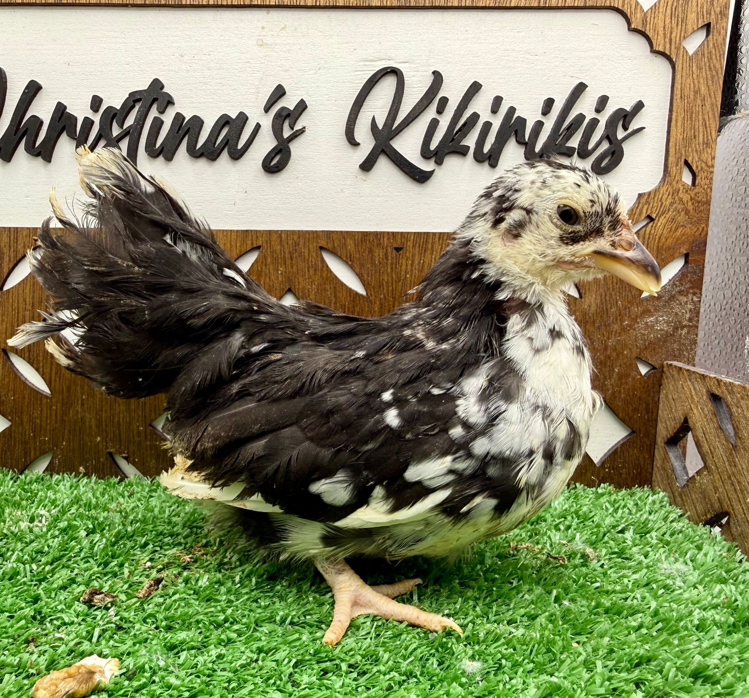 Possible Pullet
