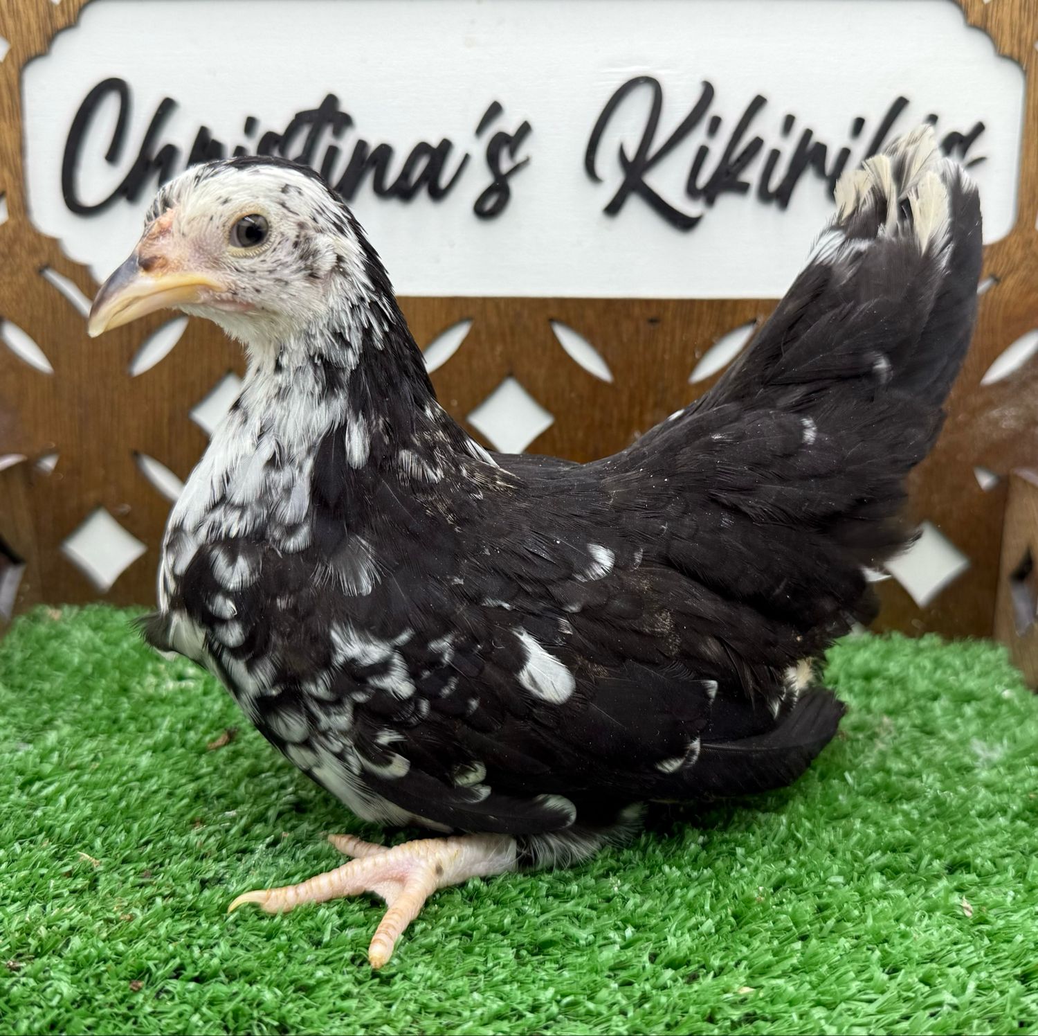 Possible Pullet