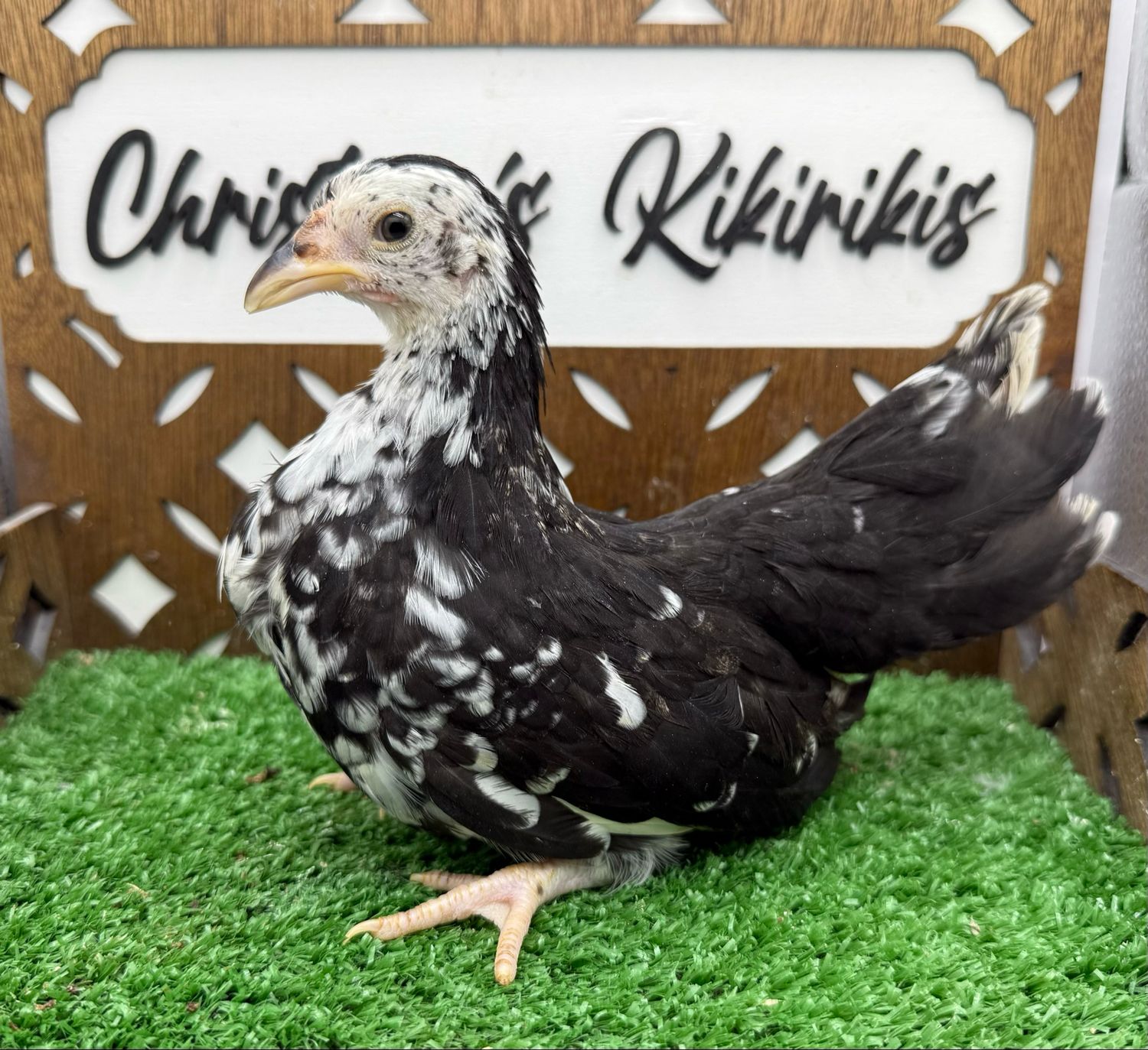 Possible Pullet