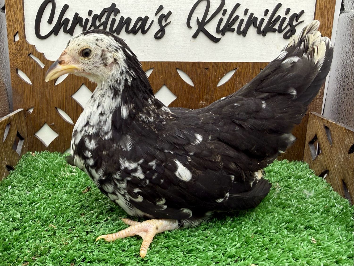 Possible Pullet