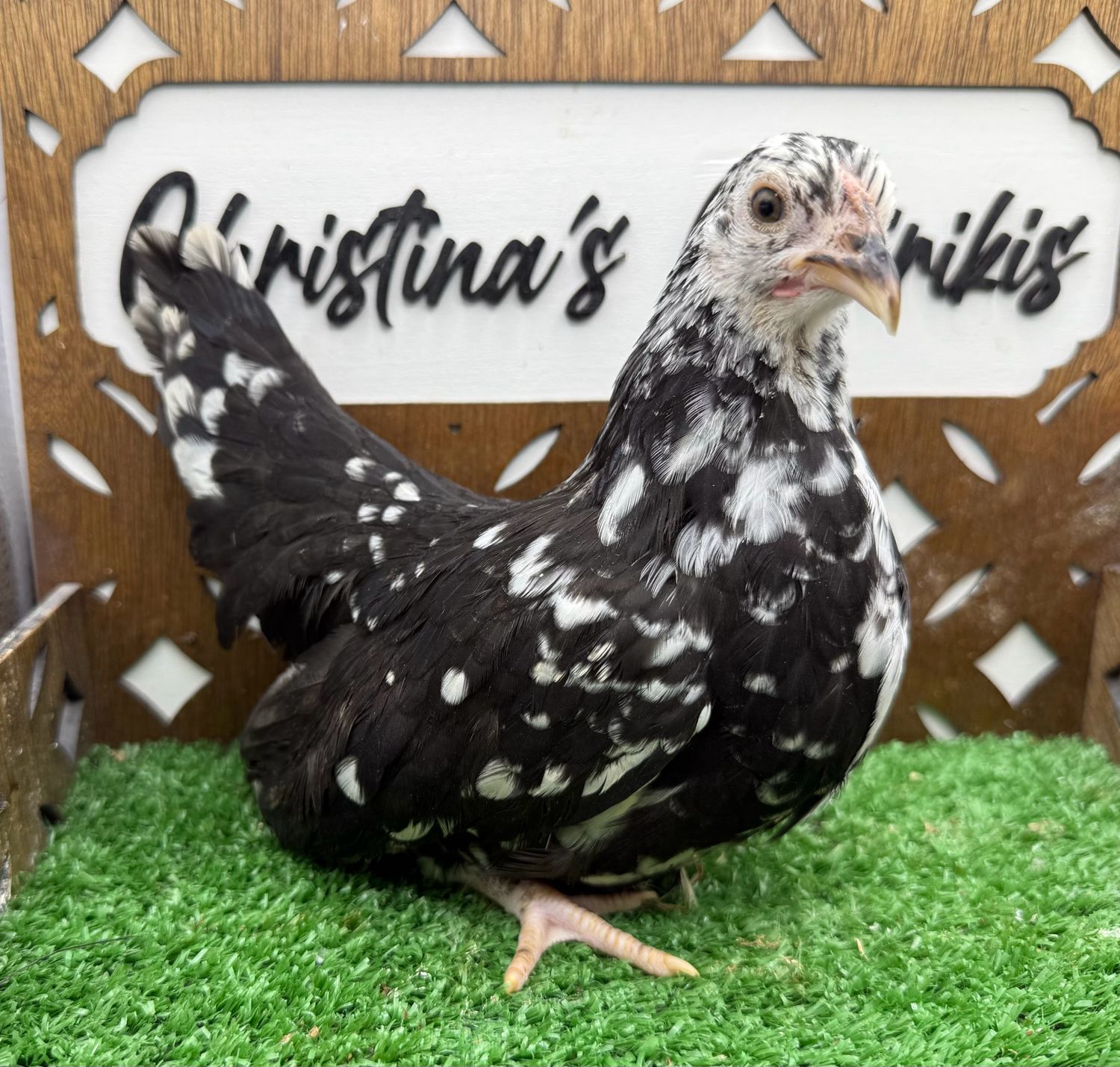 Possible Pullet