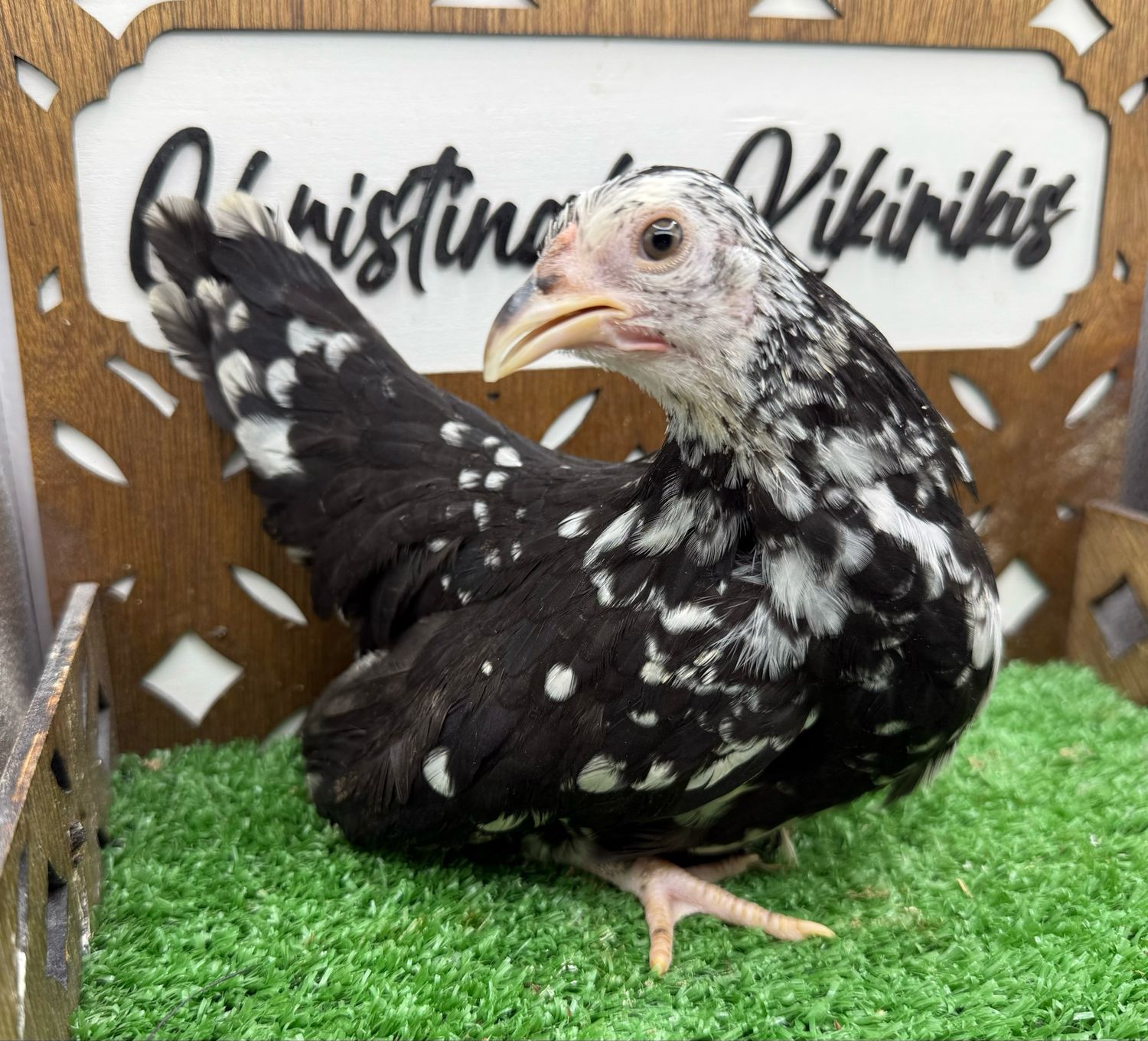 Possible Pullet