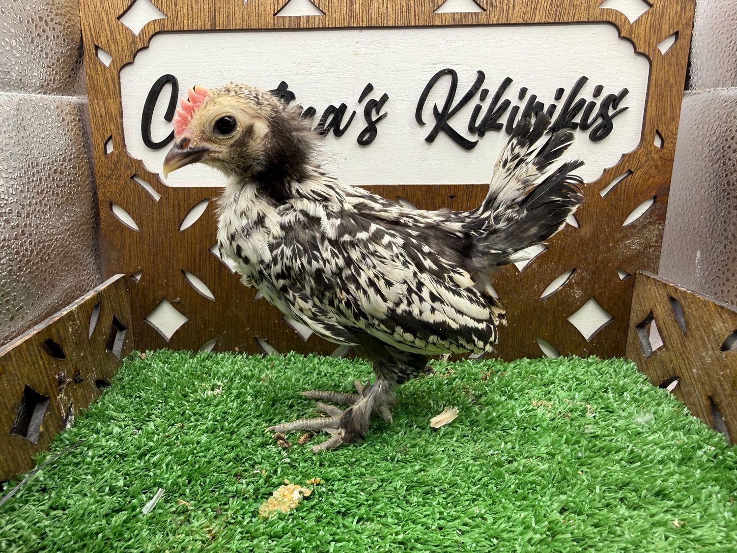 Cockerel