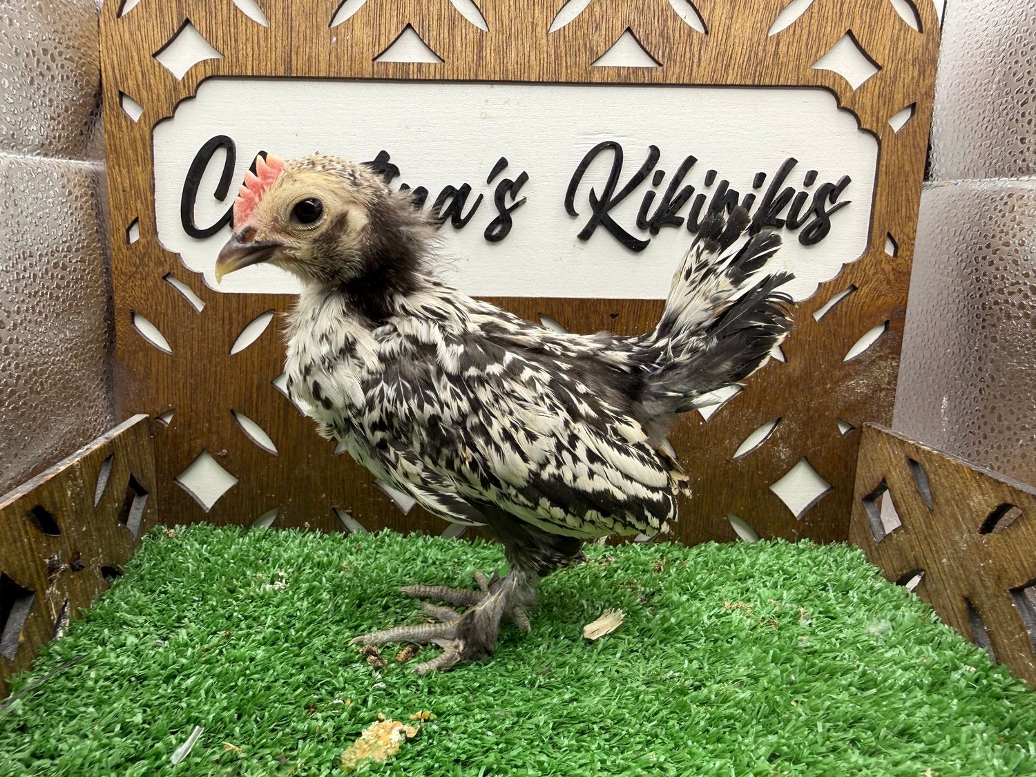 Cockerel