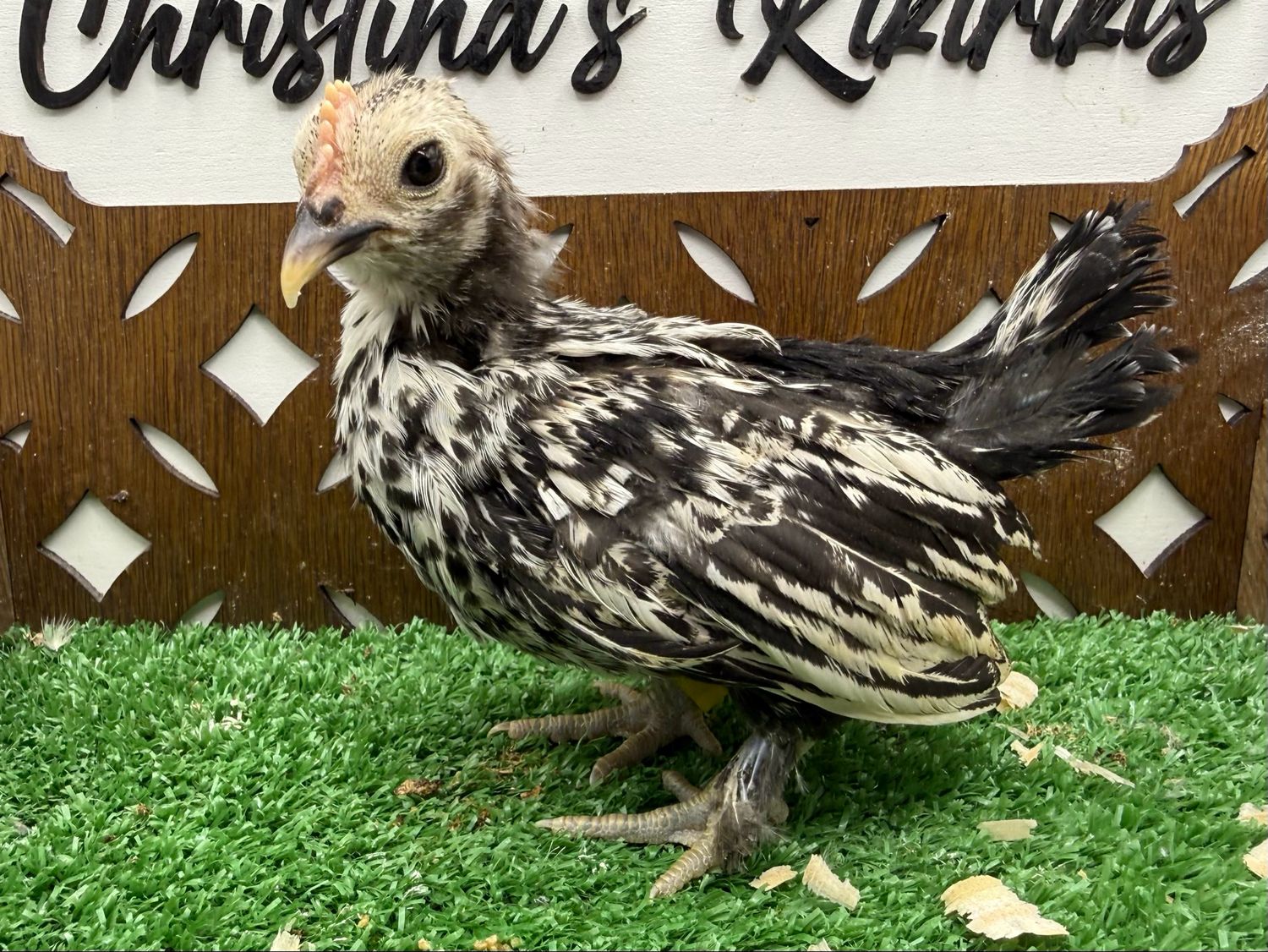 Cockerel