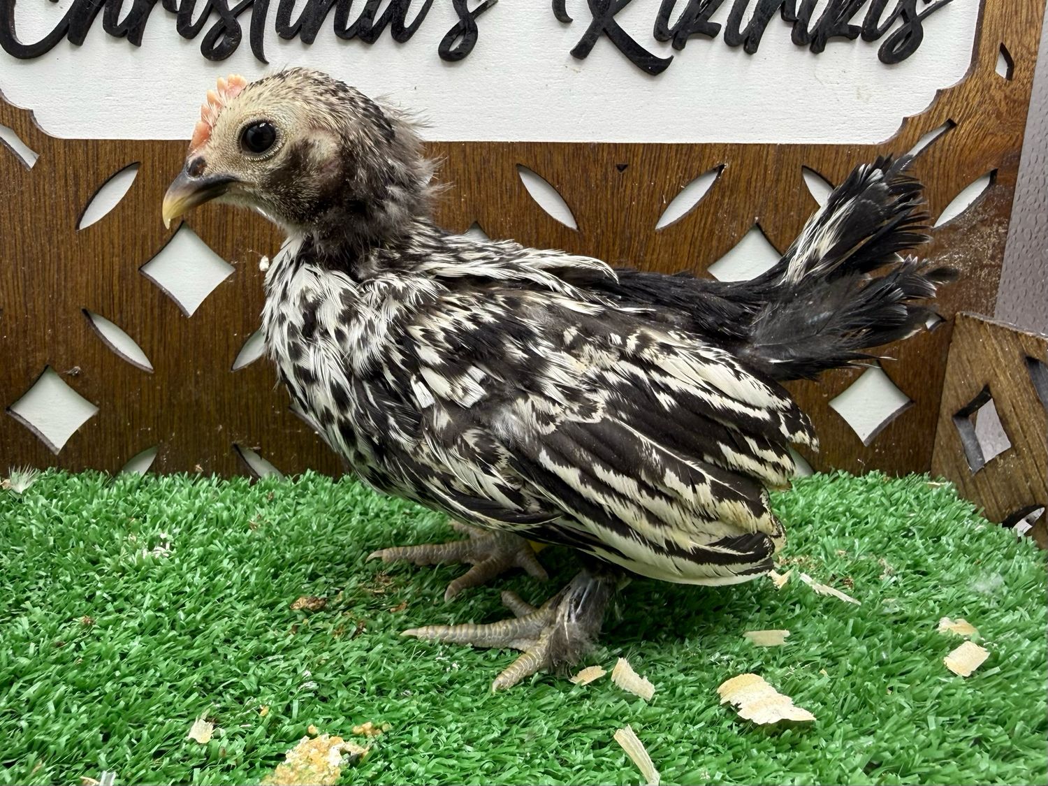 Cockerel