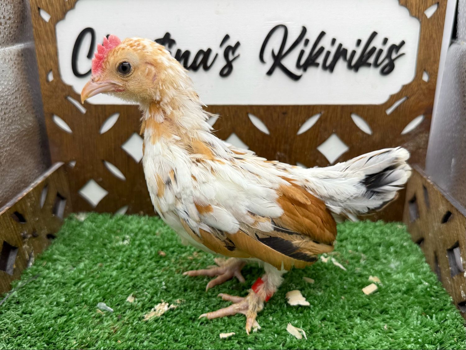 Cockerel