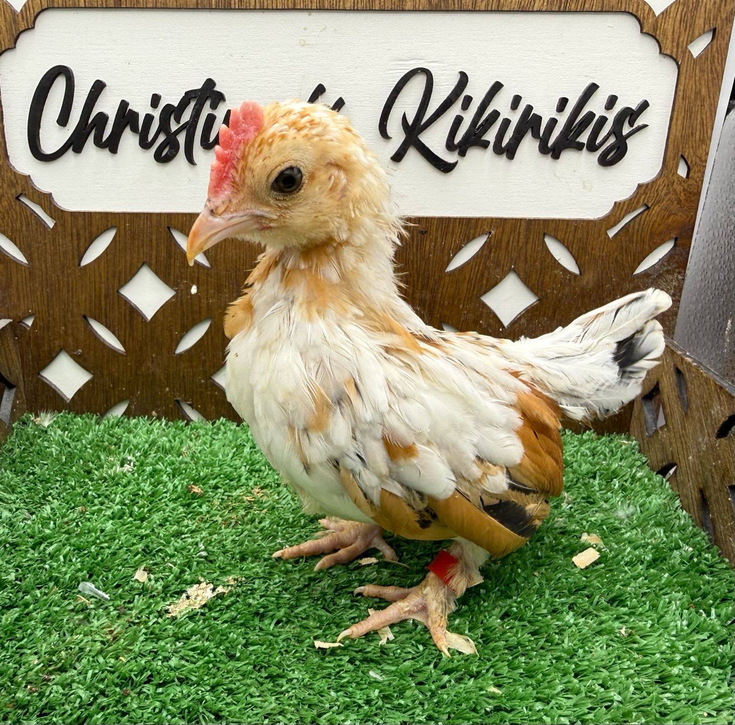 Cockerel