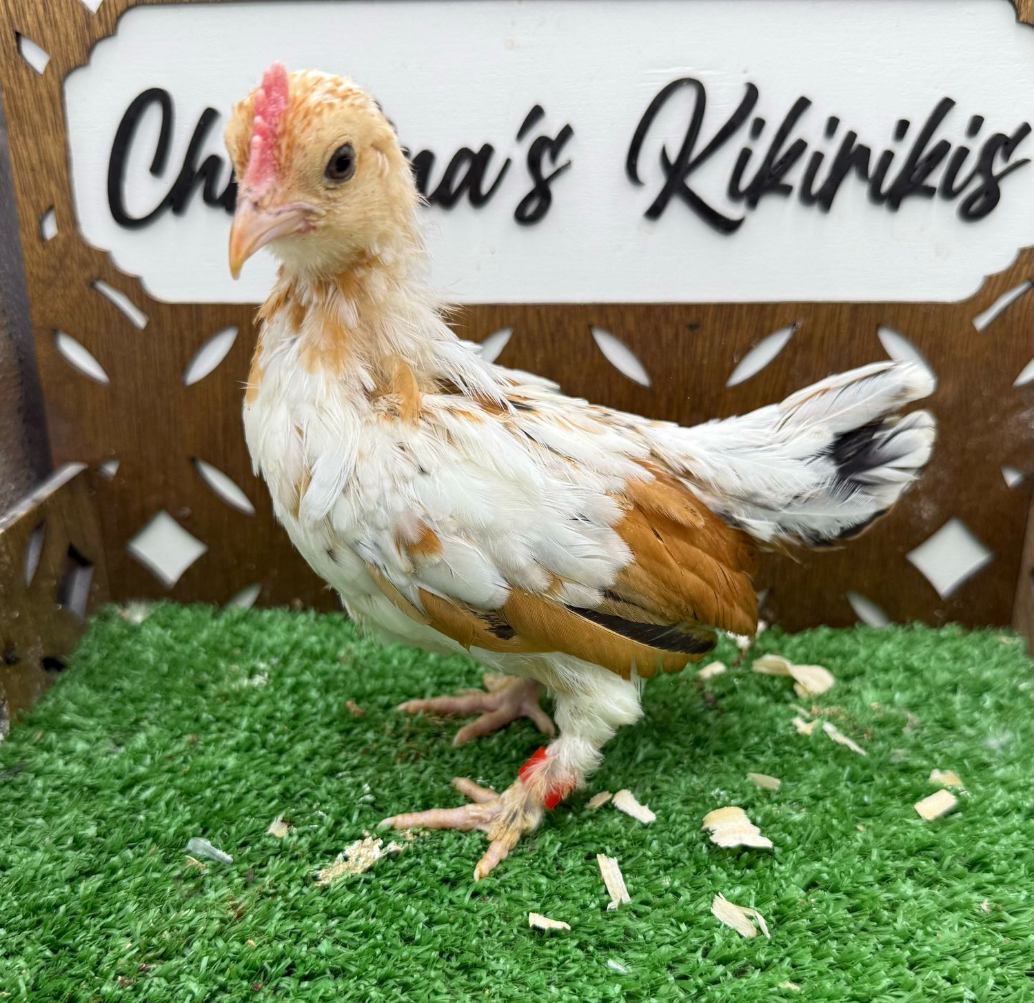 Cockerel