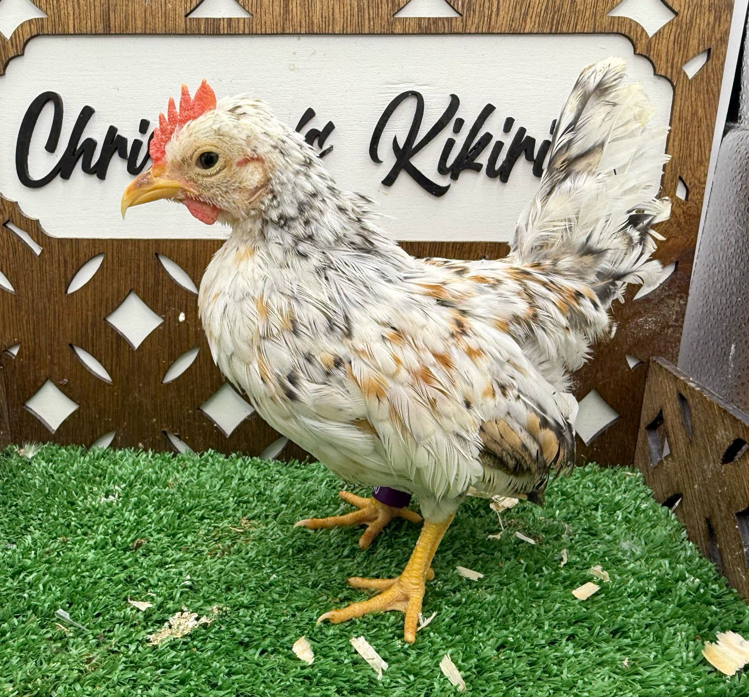 Cockerel