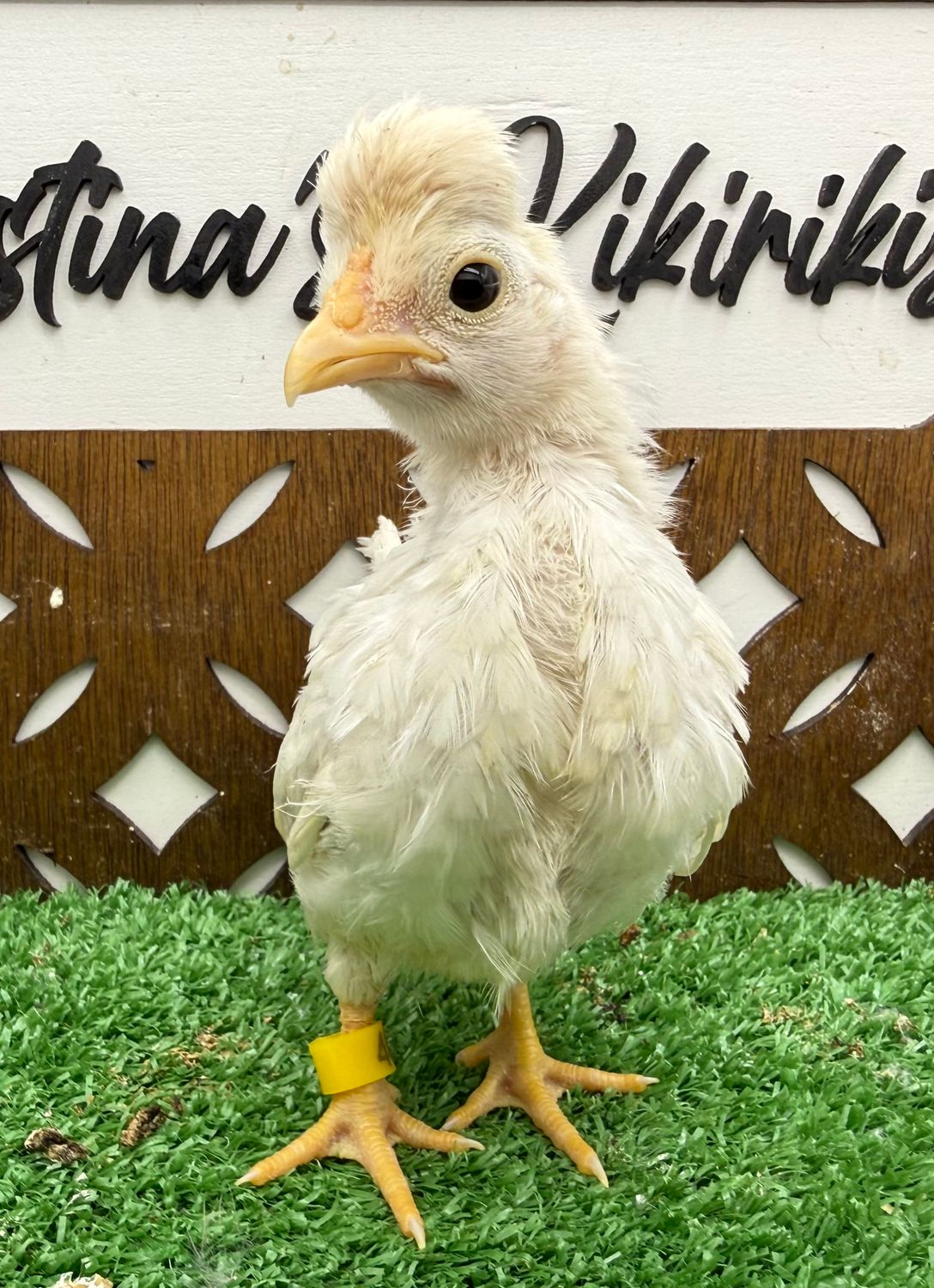 Possible Pullet