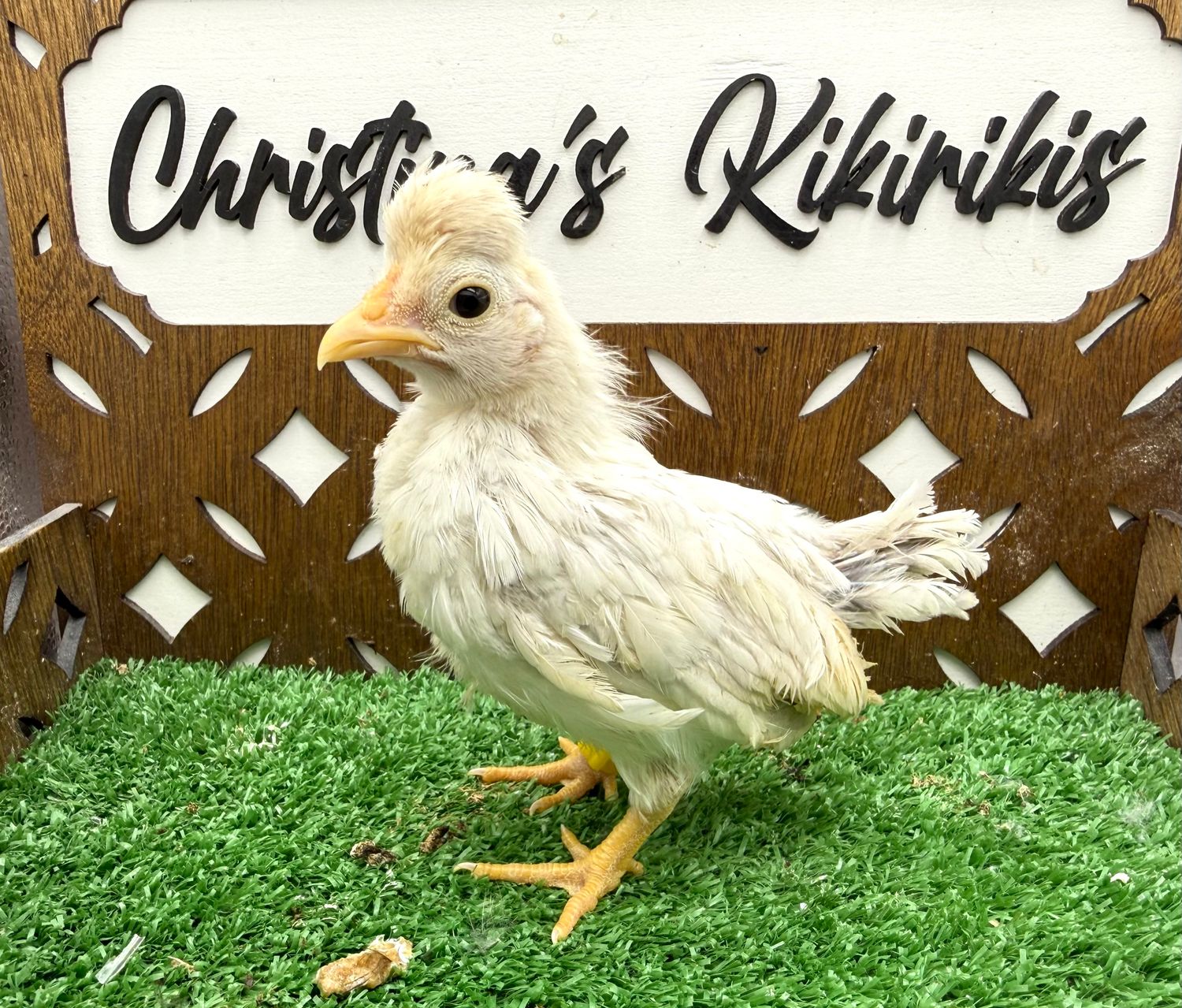 Possible Pullet