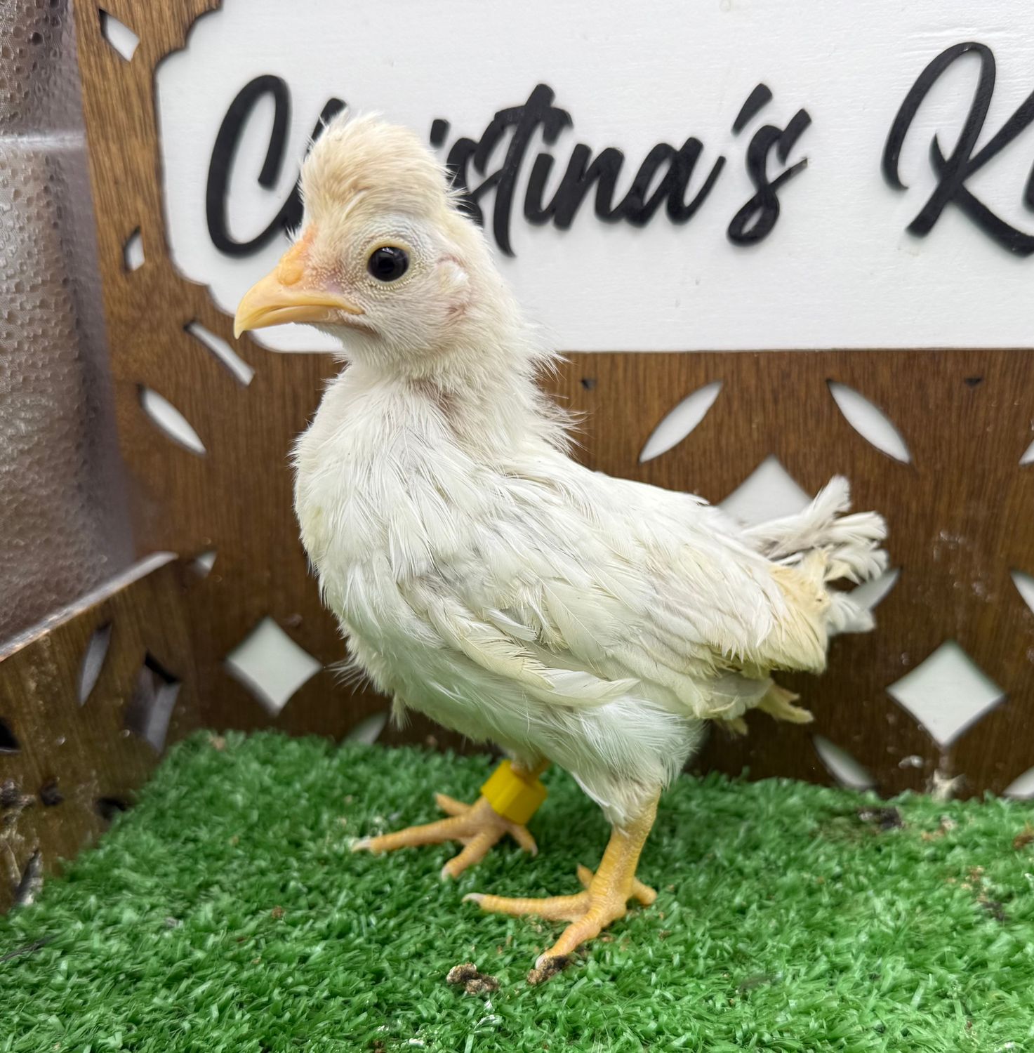 Possible Pullet