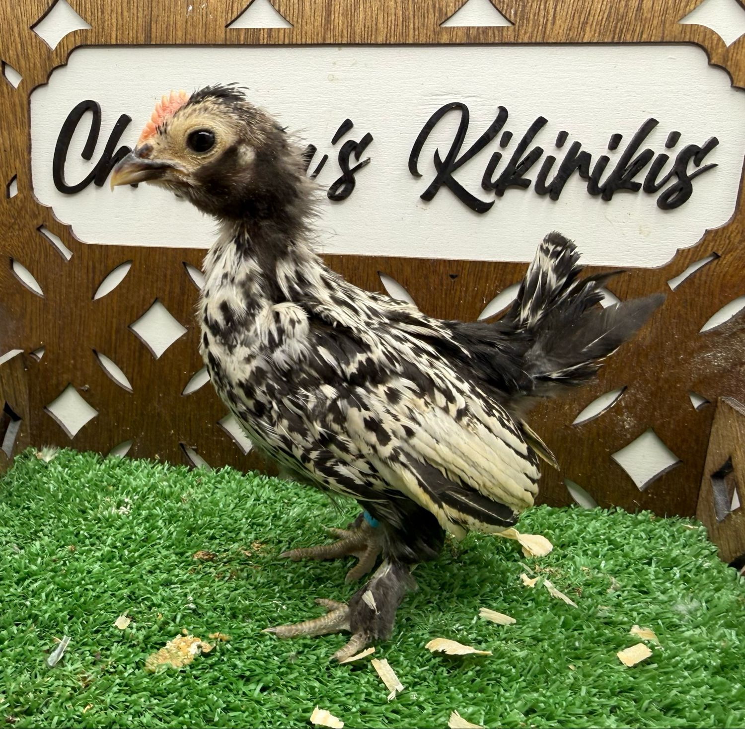 Cockerel