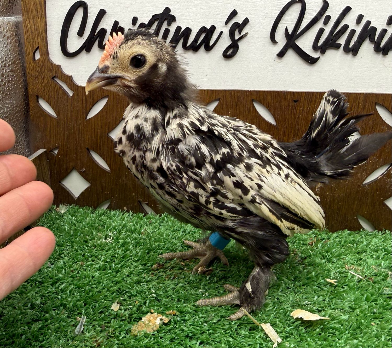 Cockerel
