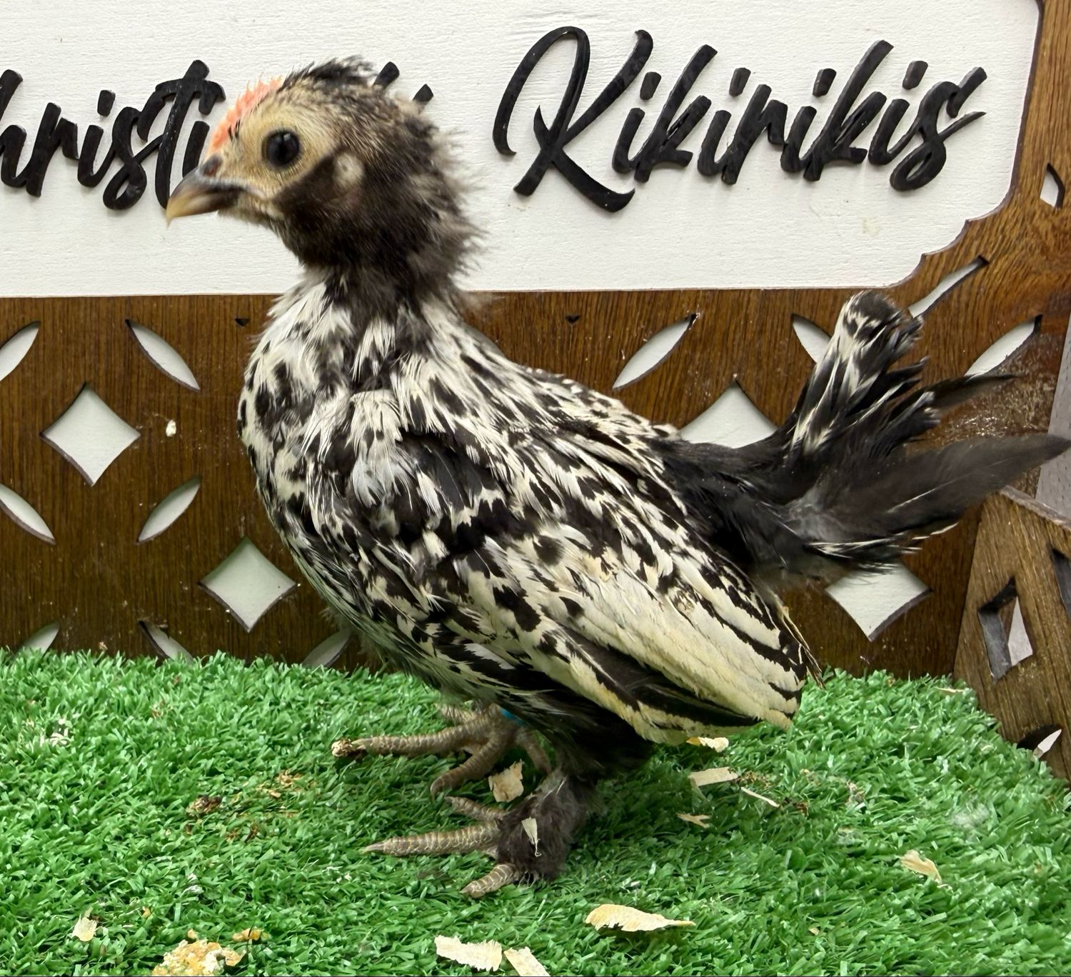 Cockerel