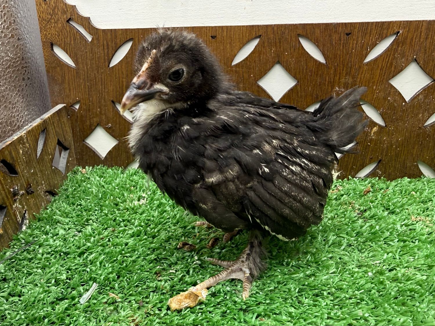 Possible Pullet