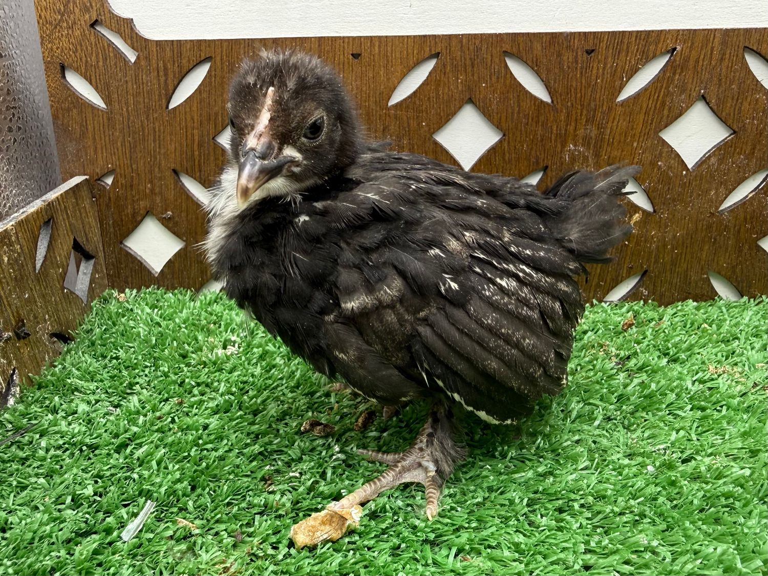 Possible Pullet