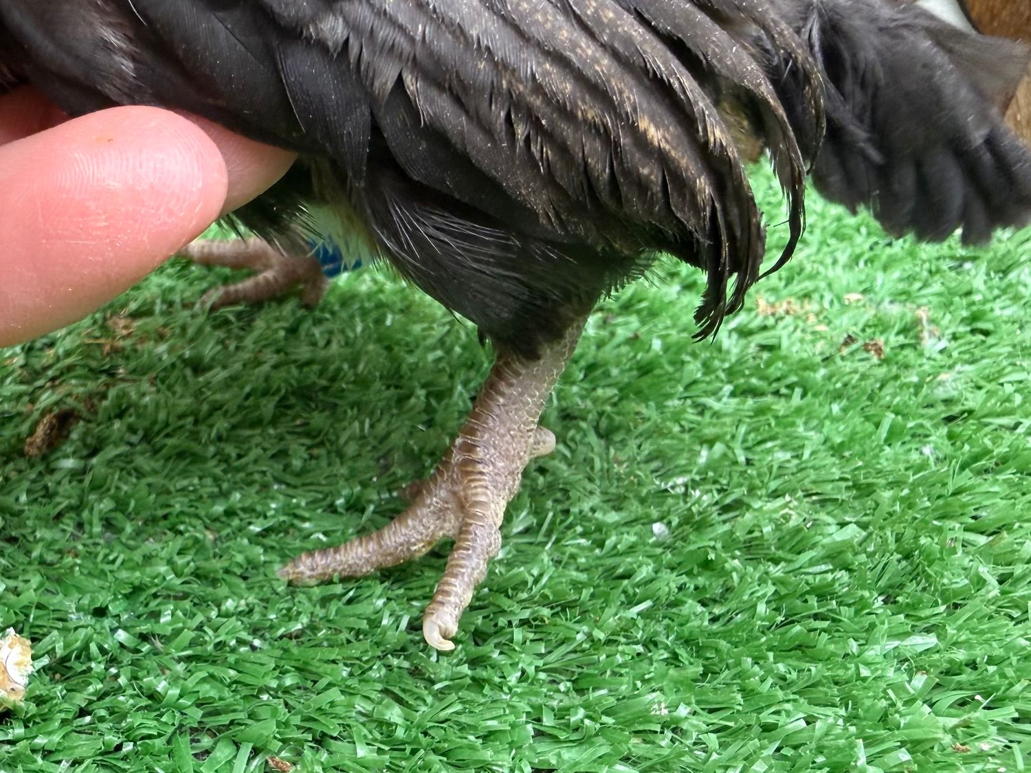 Possible Pullet