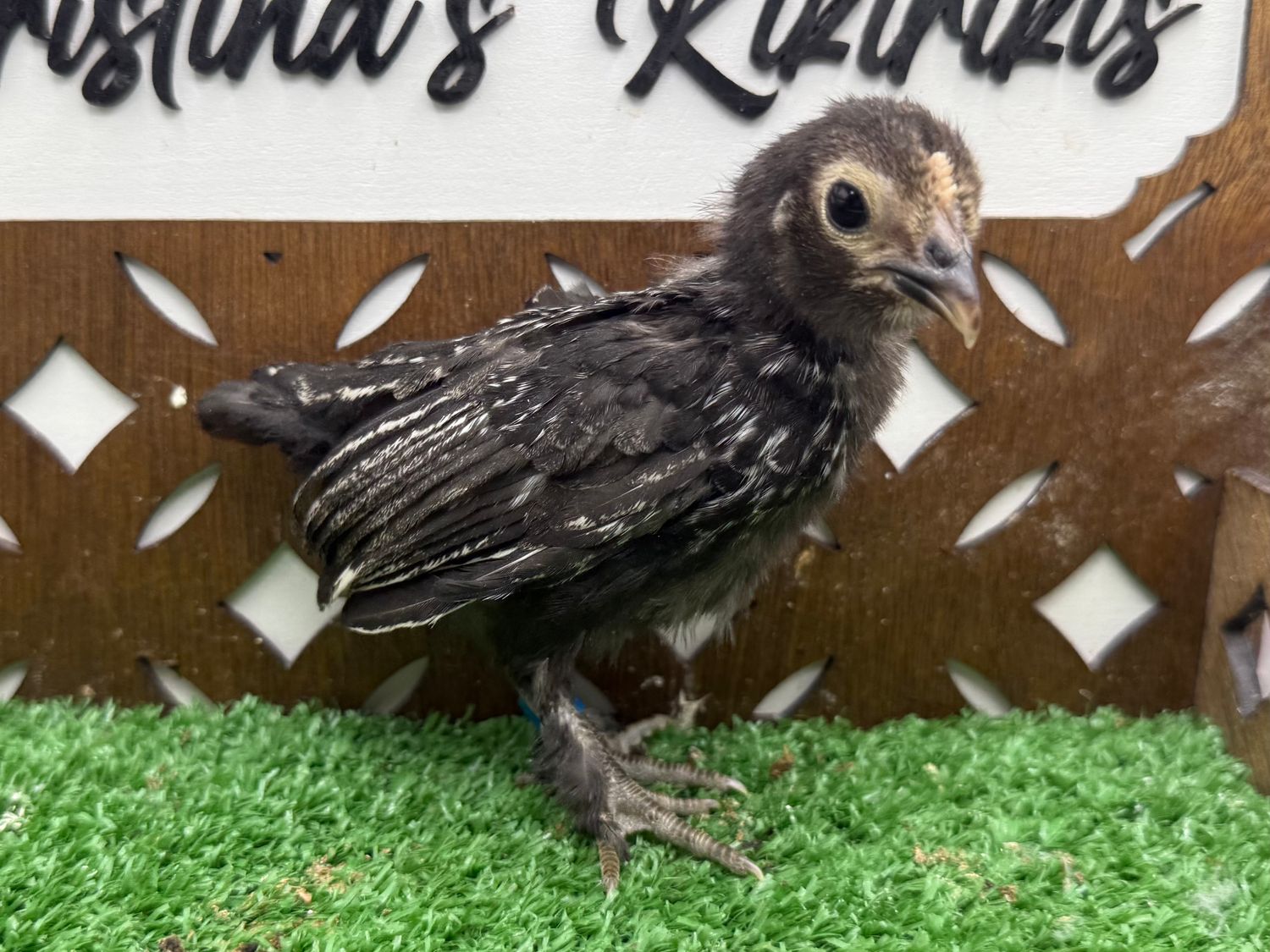 Possible Pullet