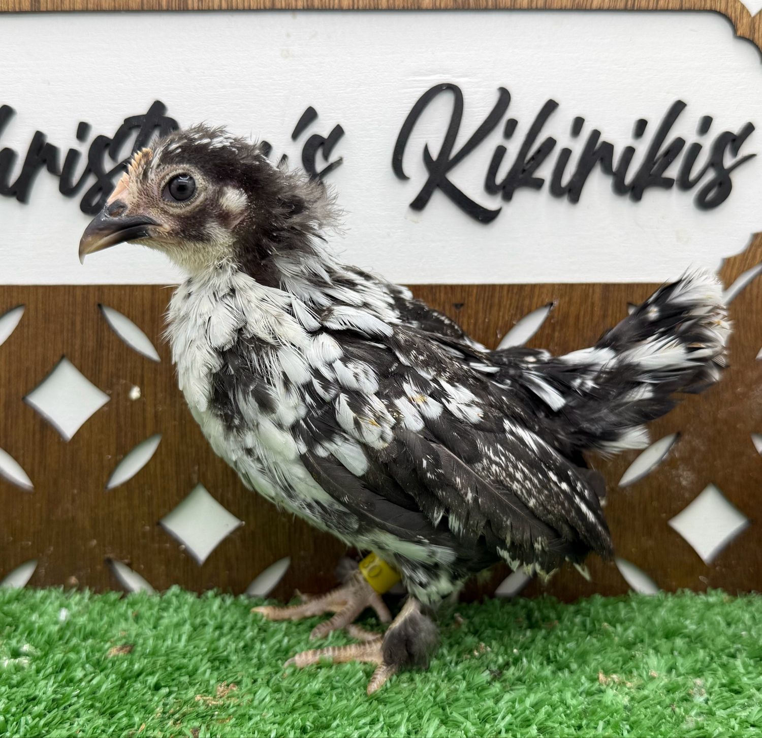 Possible Pullet