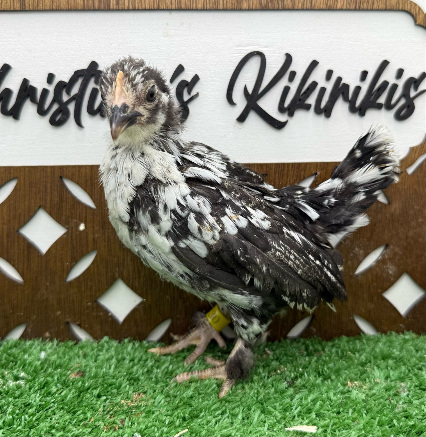 Possible Pullet