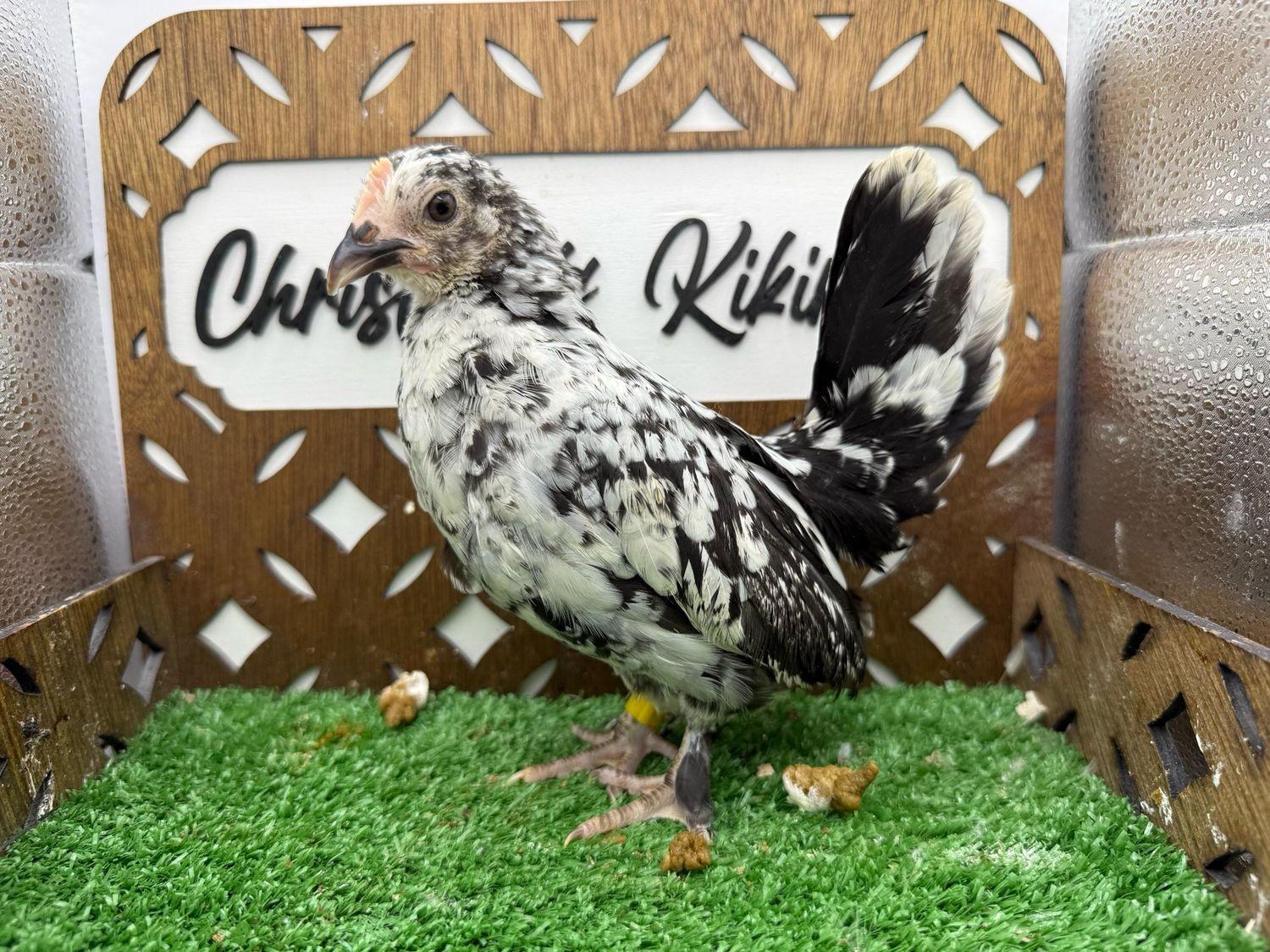 Possible Pullet