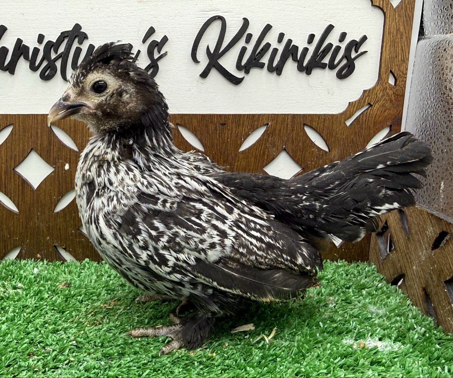 Possible Pullet
