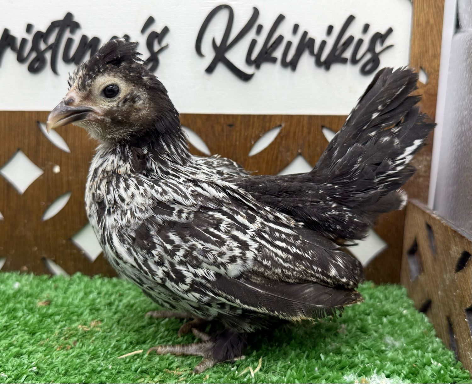 Possible Pullet