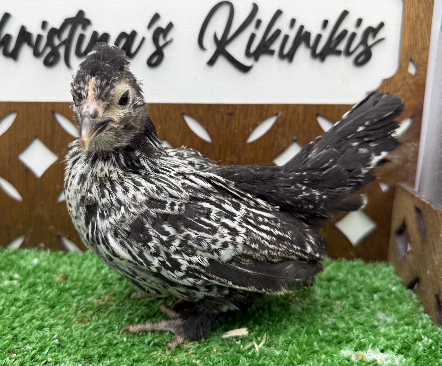 Possible Pullet