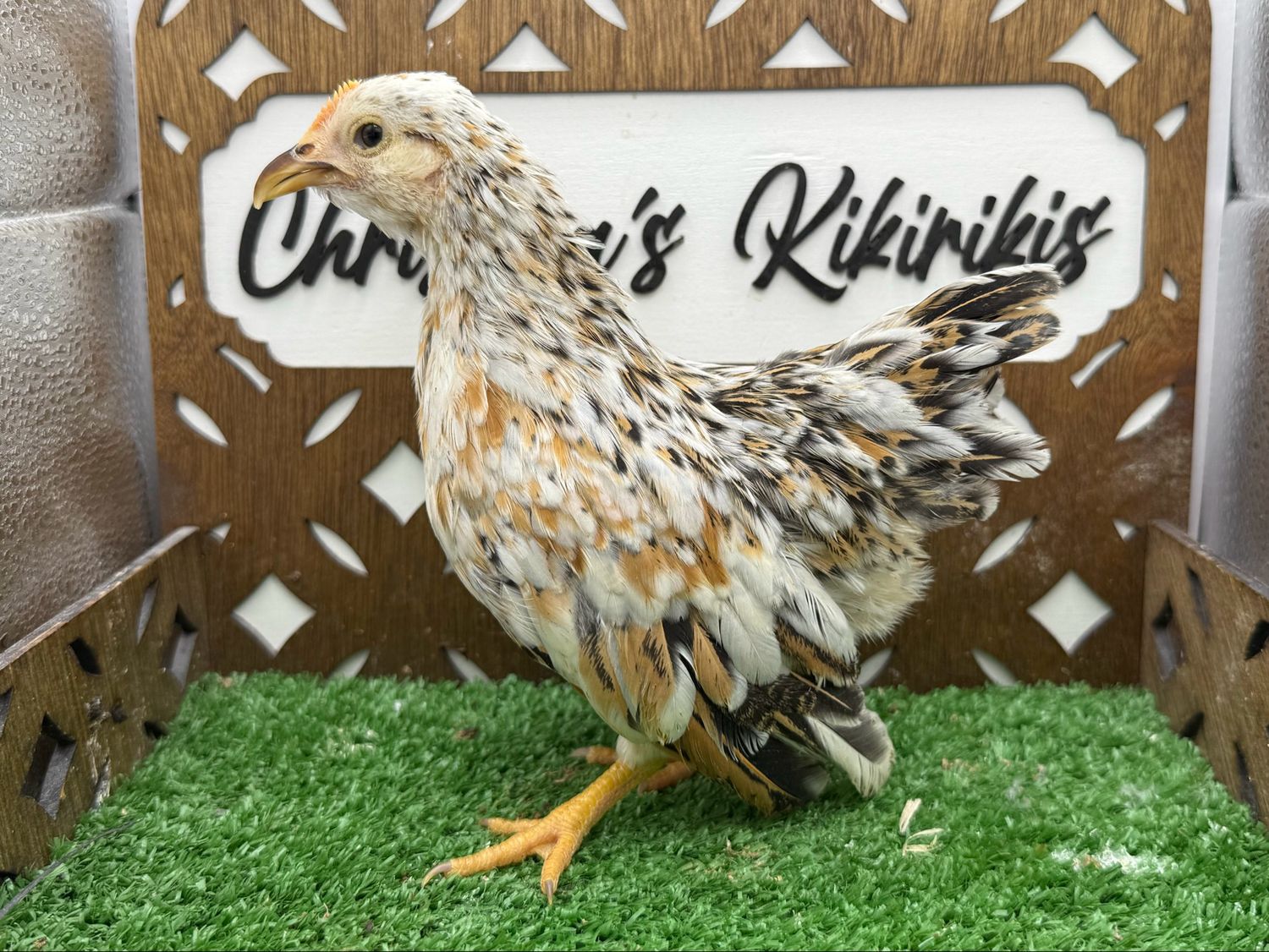 Possible Pullet