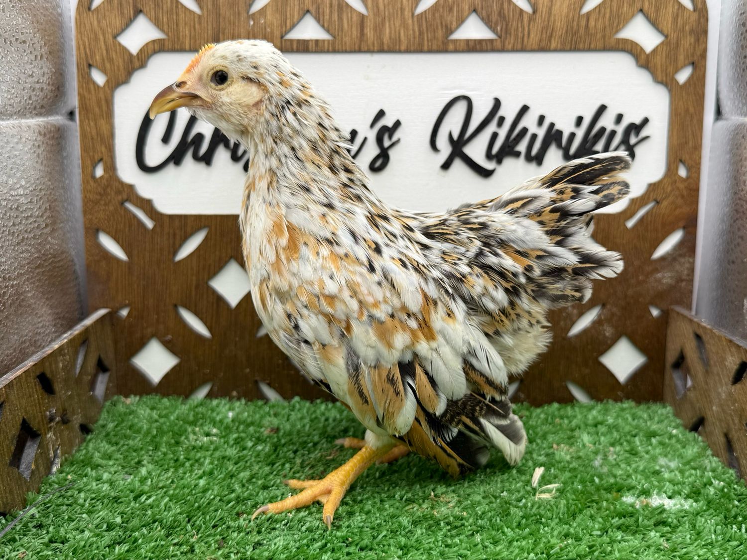 Possible Pullet